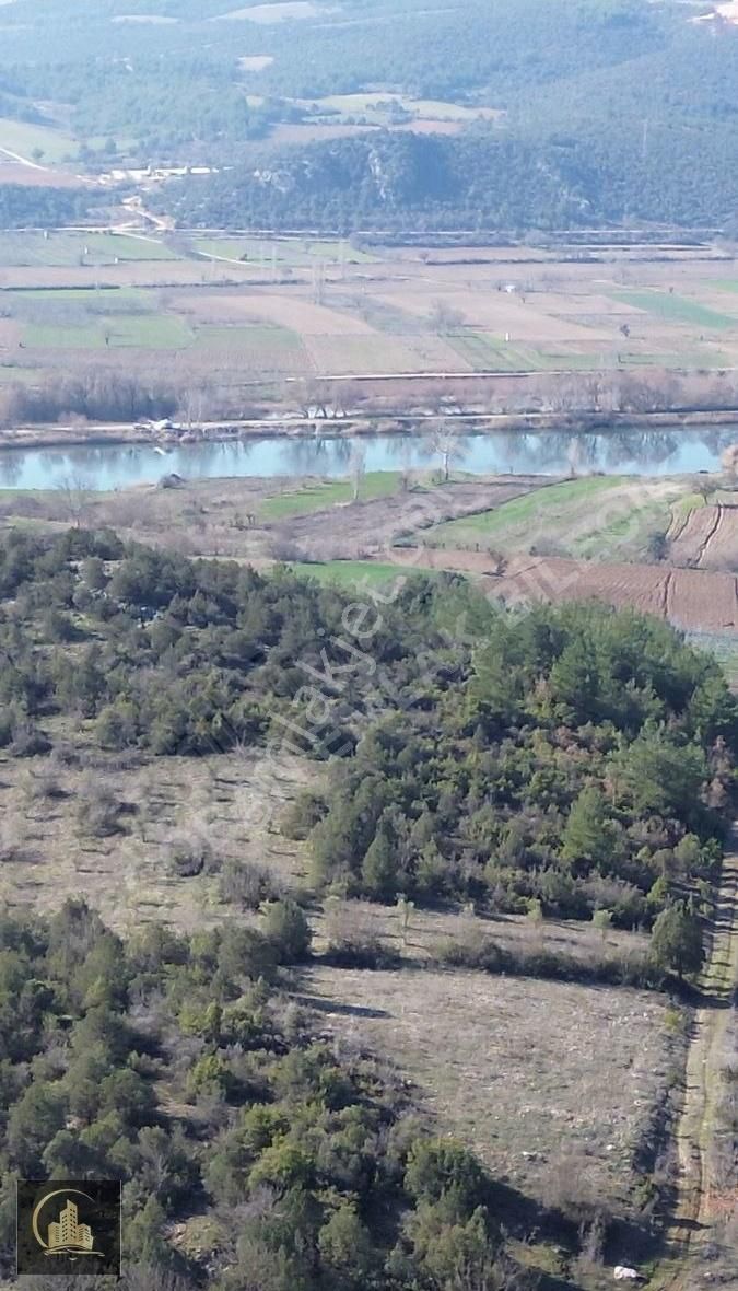 Bilecik Gölpazarı Uyuk Köyü Zeytin Bahçesi