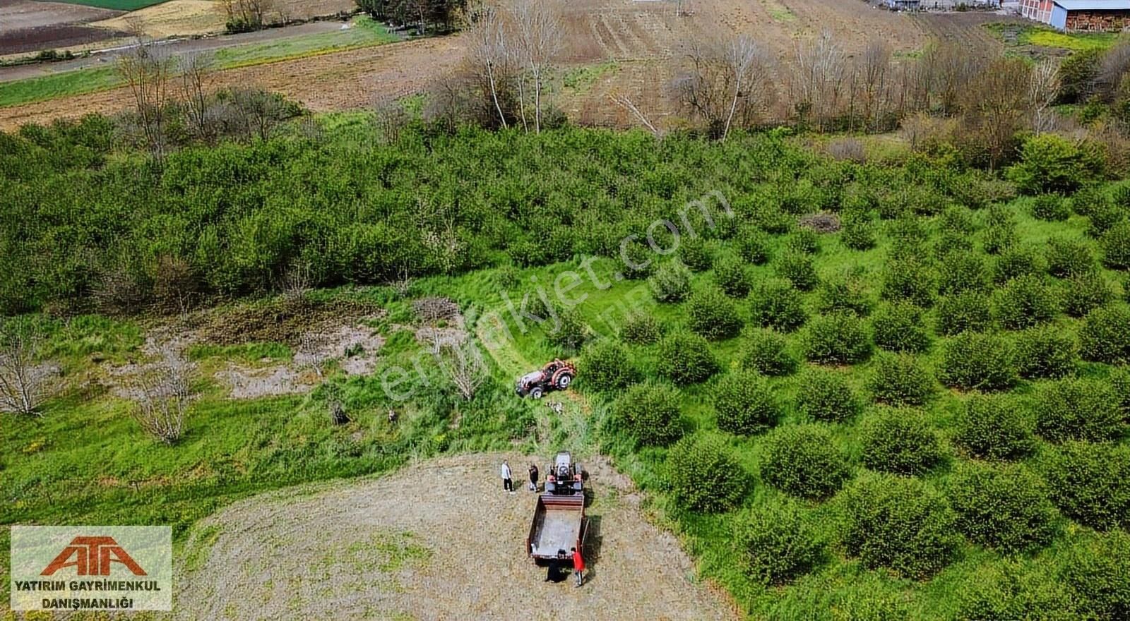 Sakarya Ferizlide %40 İmarlı Köy Dibi 5020 M2 Fındık Bahçesi