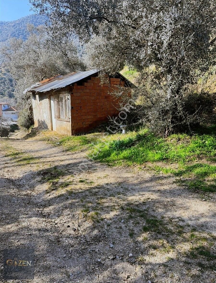 Köşk Uzundere Köyünde 5000 M2 Zeytinlik