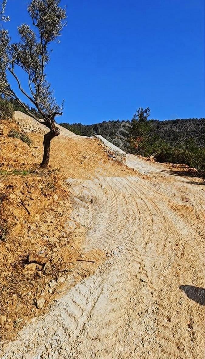 Torbalı Dirmilde Köye Yakin 516 M2 Tapulu Tarla