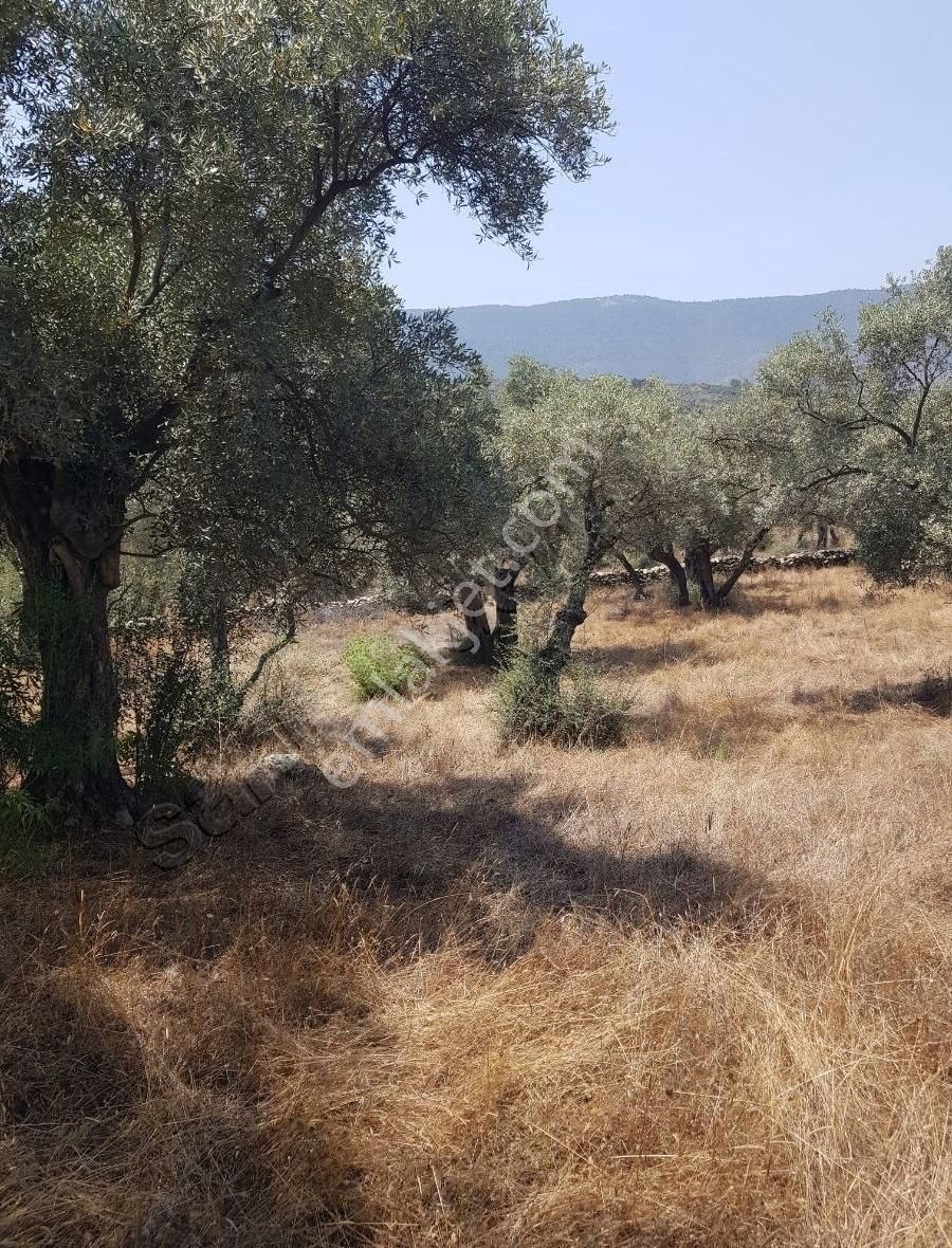 Bafa Da Düz Zeytinlik 1800m2