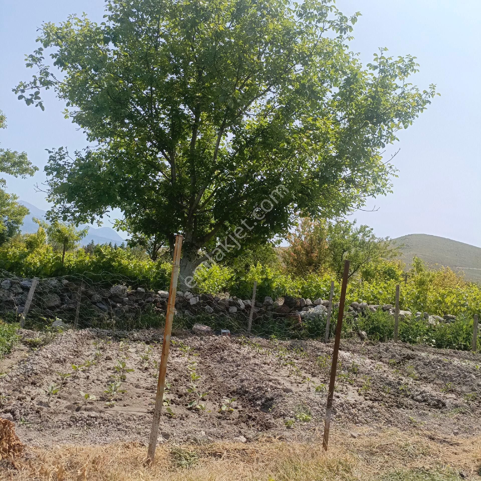 Oymaağaçta Satılık Bağ
