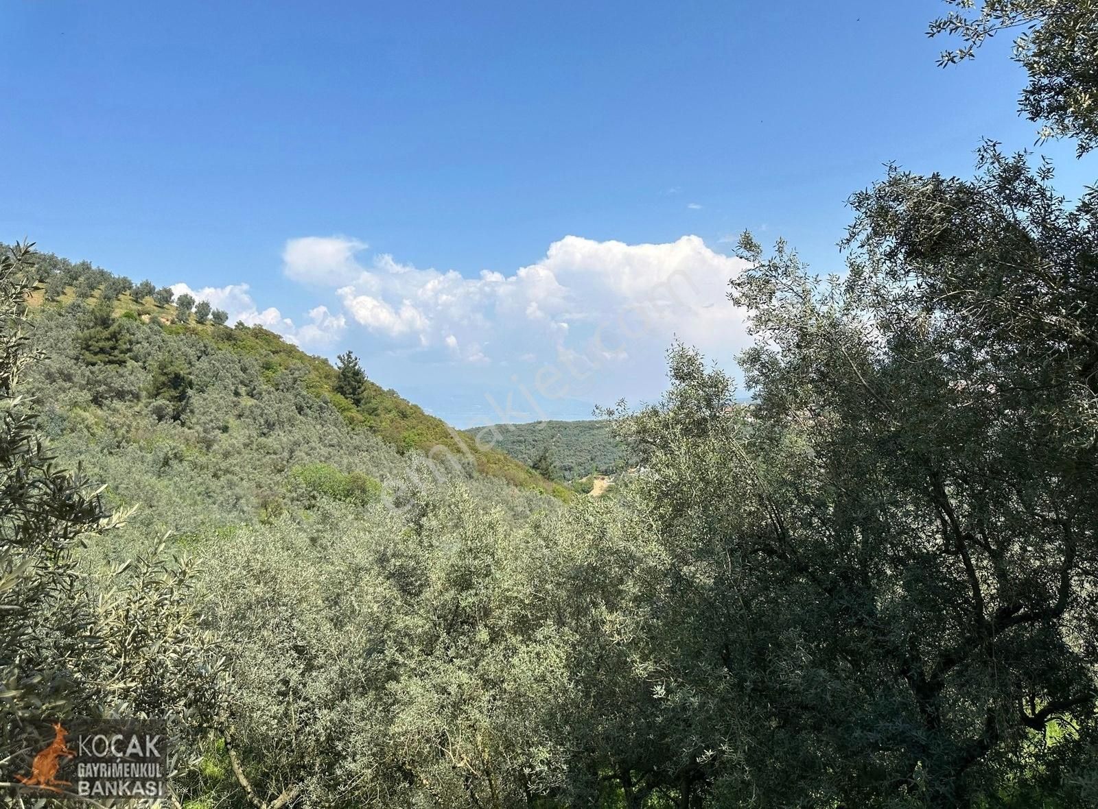Müşküle Köyünde Göl Manzaralı Köşe Parsel 1156m2 Zeytin Bahçesi - Görsel 9
