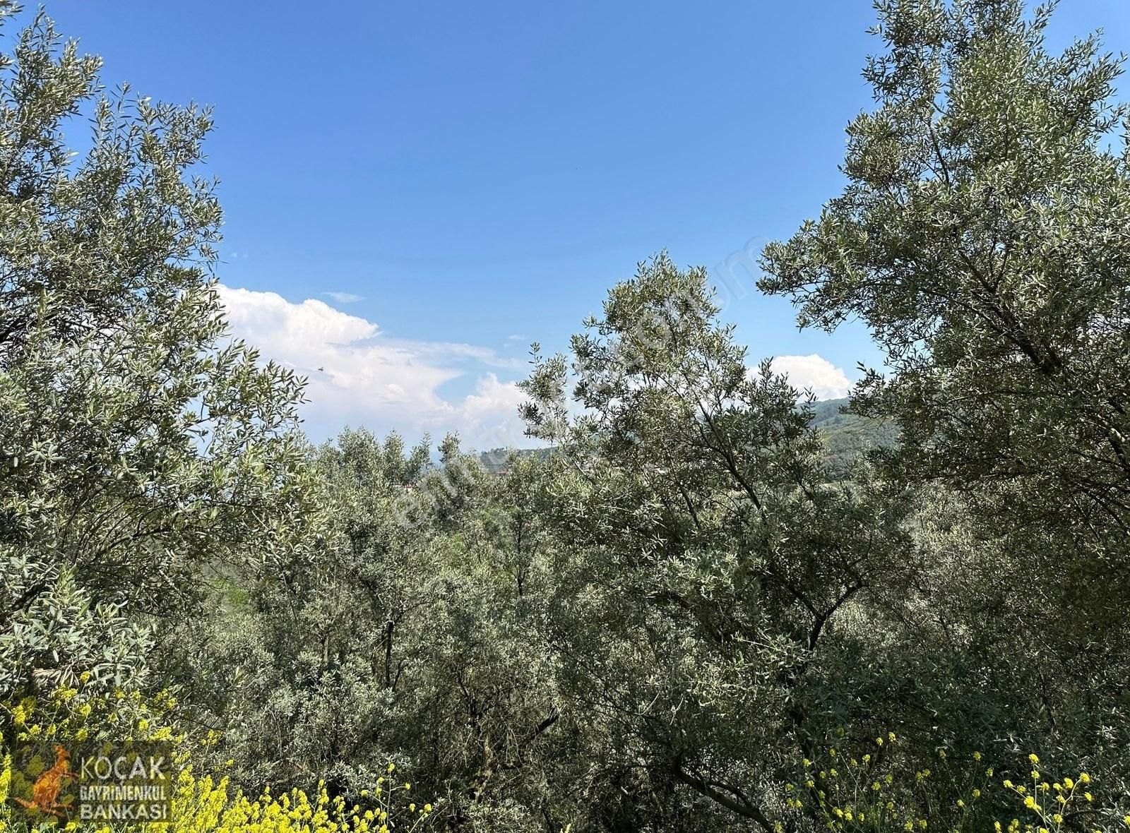 Müşküle Köyünde Göl Manzaralı Köşe Parsel 1156m2 Zeytin Bahçesi - Görsel 27