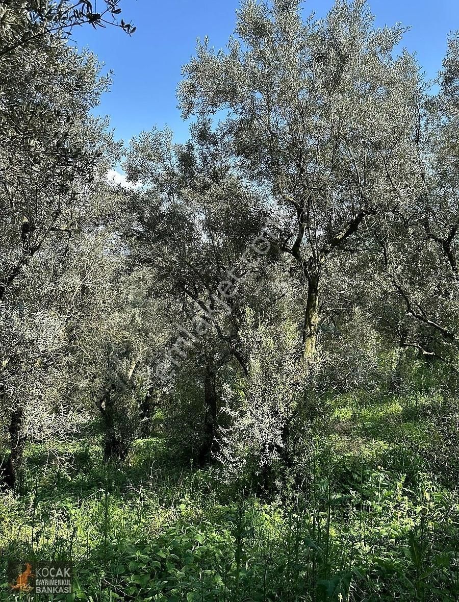 Müşküle Köyünde Göl Manzaralı Köşe Parsel 1156m2 Zeytin Bahçesi - Görsel 6