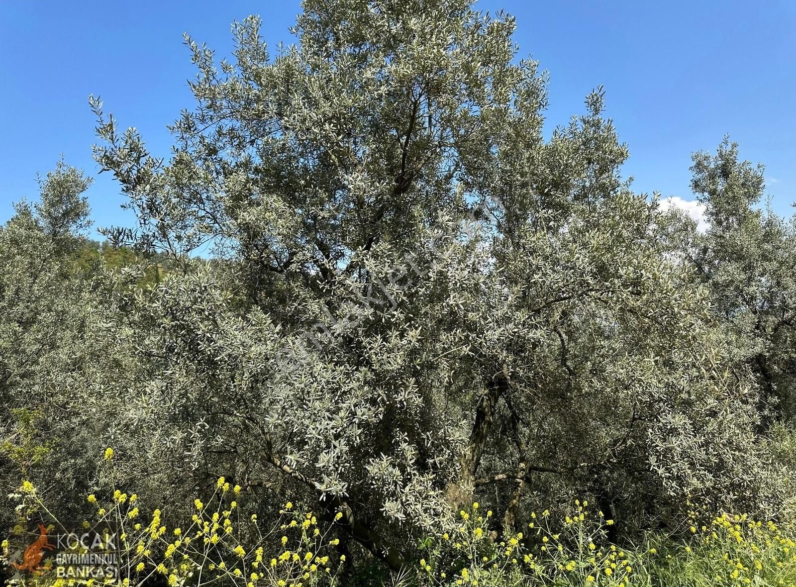 Müşküle Köyünde Göl Manzaralı Köşe Parsel 1156m2 Zeytin Bahçesi - Görsel 19