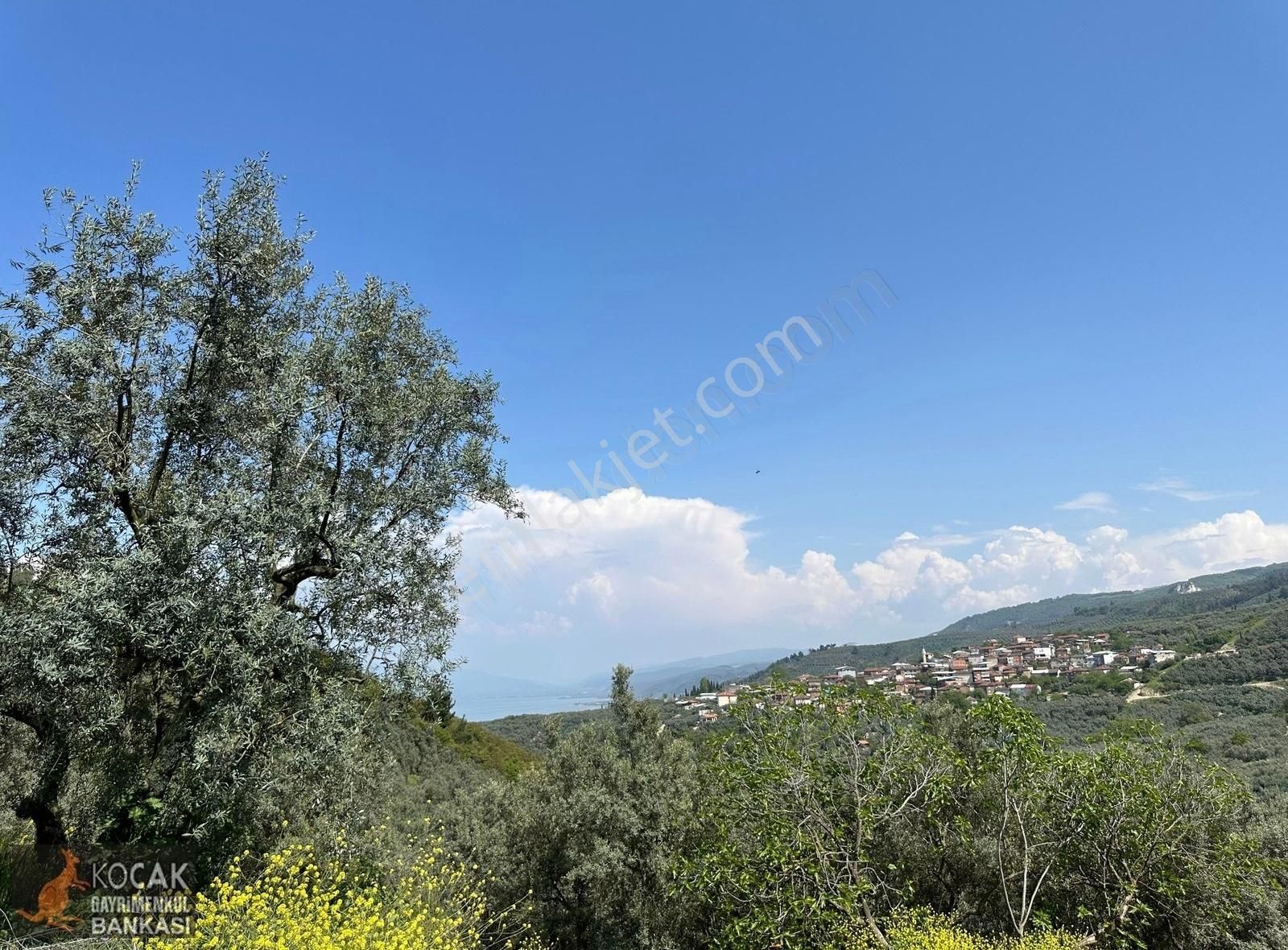Müşküle Köyünde Göl Manzaralı Köşe Parsel 1156m2 Zeytin Bahçesi - Görsel 5