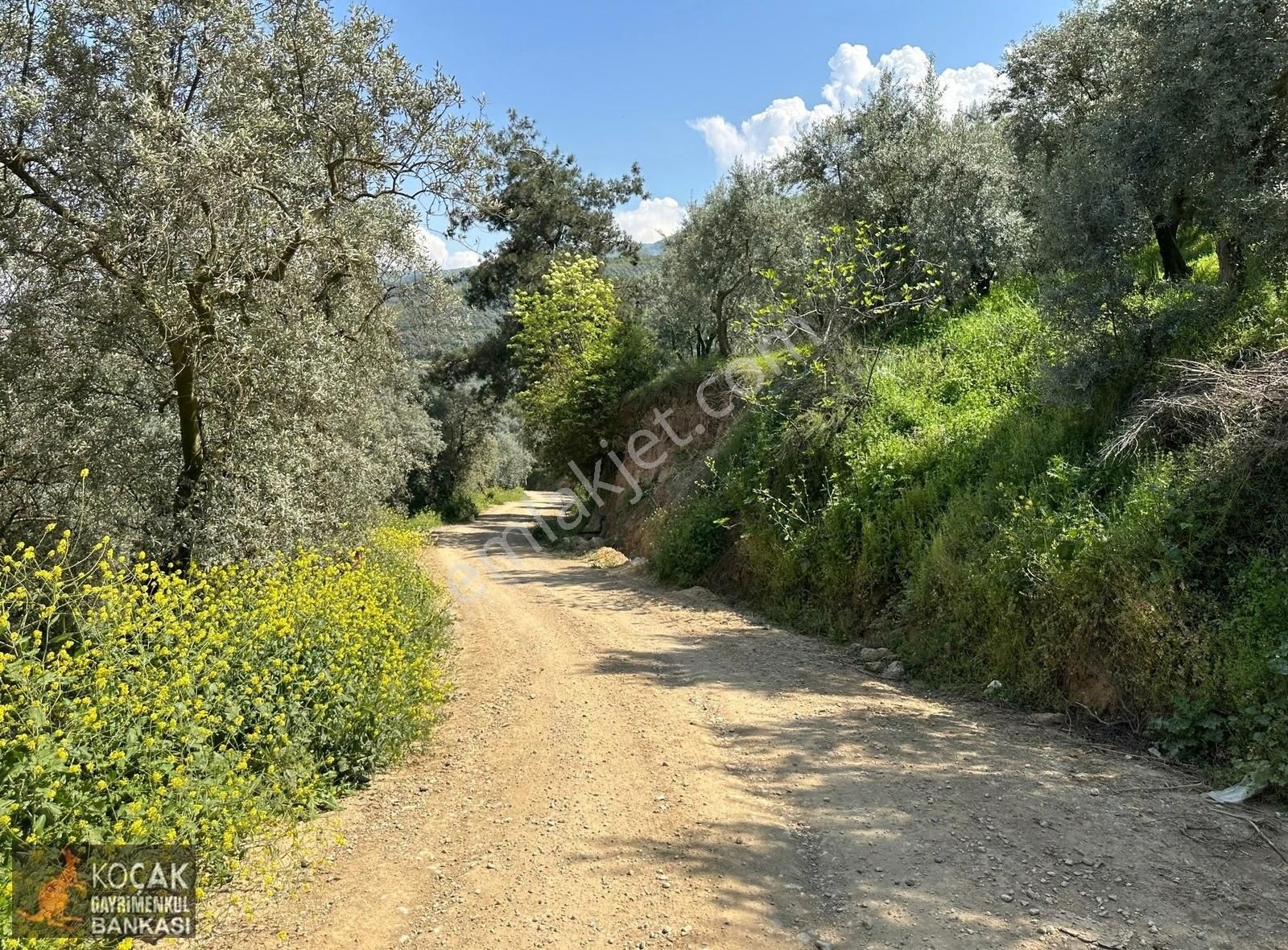 Müşküle Köyünde Göl Manzaralı Köşe Parsel 1156m2 Zeytin Bahçesi - Görsel 2