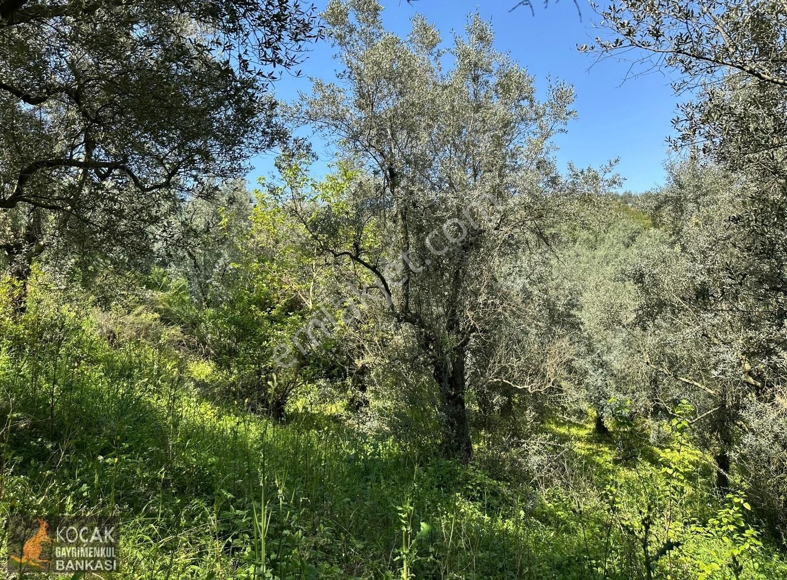 Müşküle Köyünde Göl Manzaralı Köşe Parsel 1156m2 Zeytin Bahçesi - Görsel 13