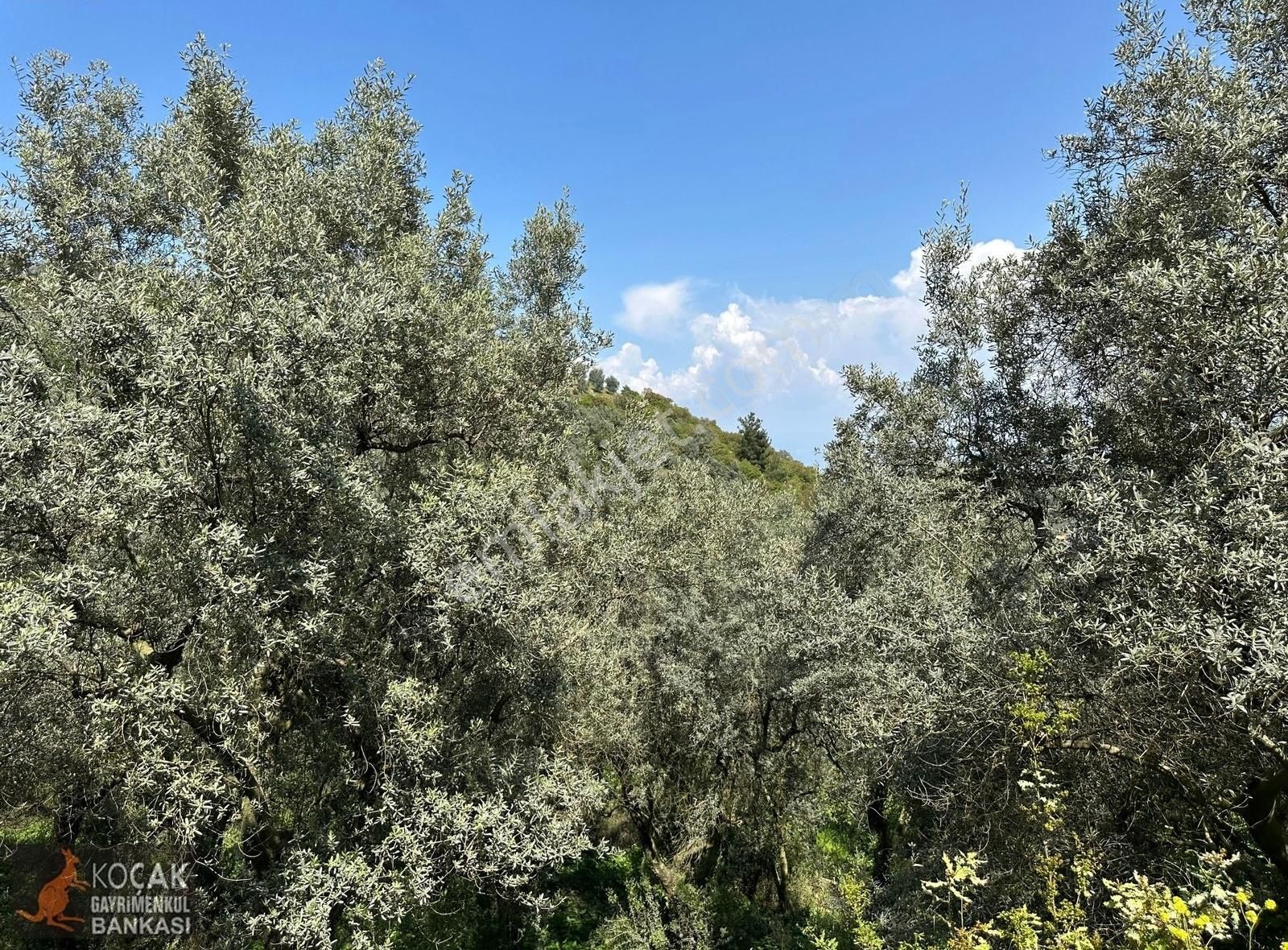 Müşküle Köyünde Göl Manzaralı Köşe Parsel 1156m2 Zeytin Bahçesi - Görsel 32