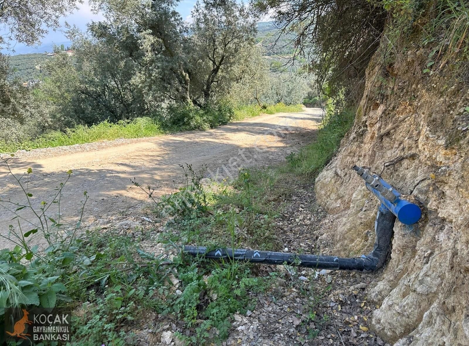 Müşküle Köyünde Göl Manzaralı Köşe Parsel 1156m2 Zeytin Bahçesi - Görsel 17