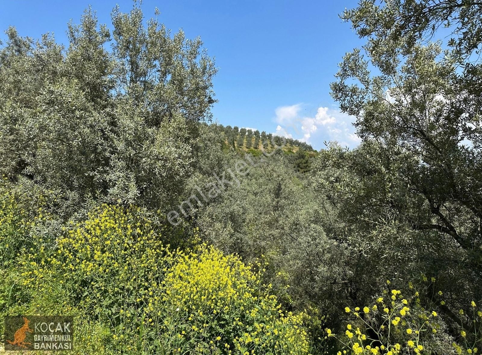 Müşküle Köyünde Göl Manzaralı Köşe Parsel 1156m2 Zeytin Bahçesi - Görsel 20