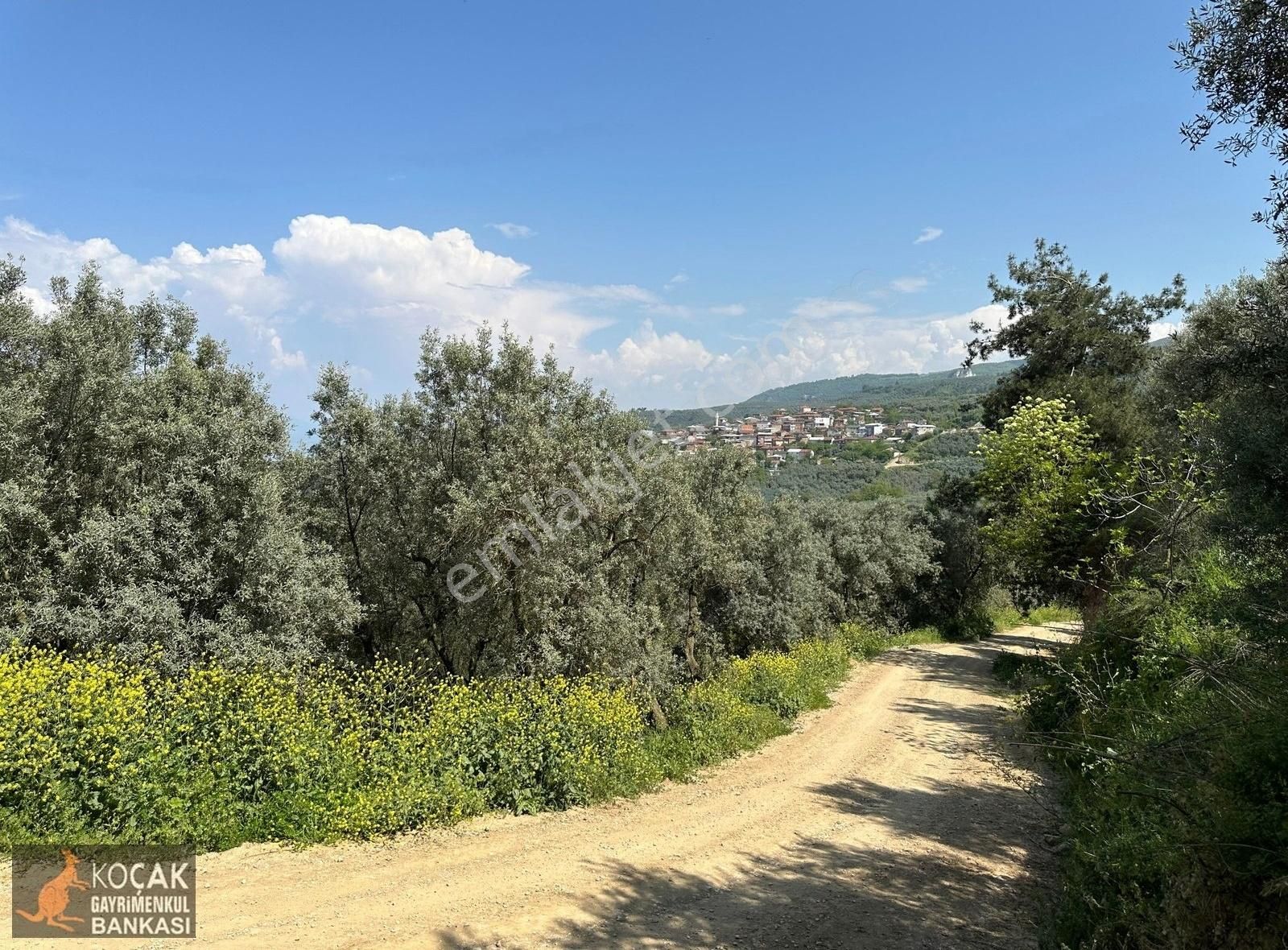 Müşküle Köyünde Göl Manzaralı Köşe Parsel 1156m2 Zeytin Bahçesi - Görsel 7