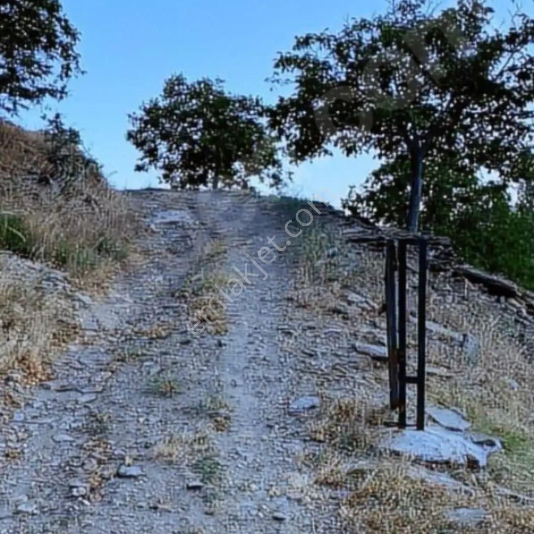 Mor Çiçek Emlak Tire Dağdere Satılık Cevizli Bahçe