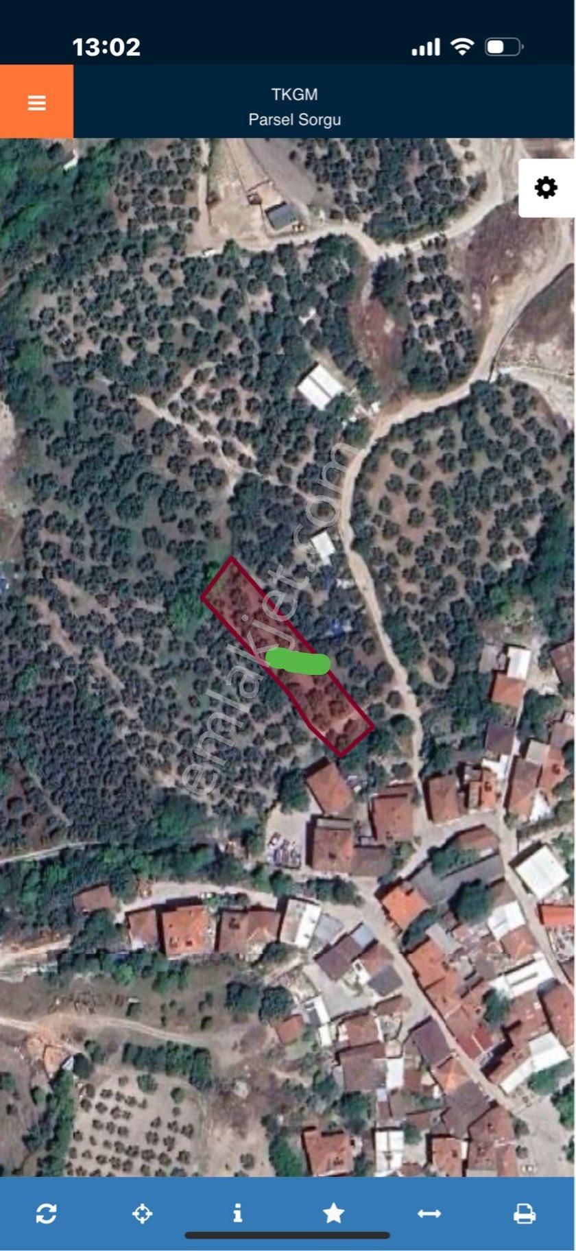 Mudanya Da Acil Yatırımlık Zeytinlik