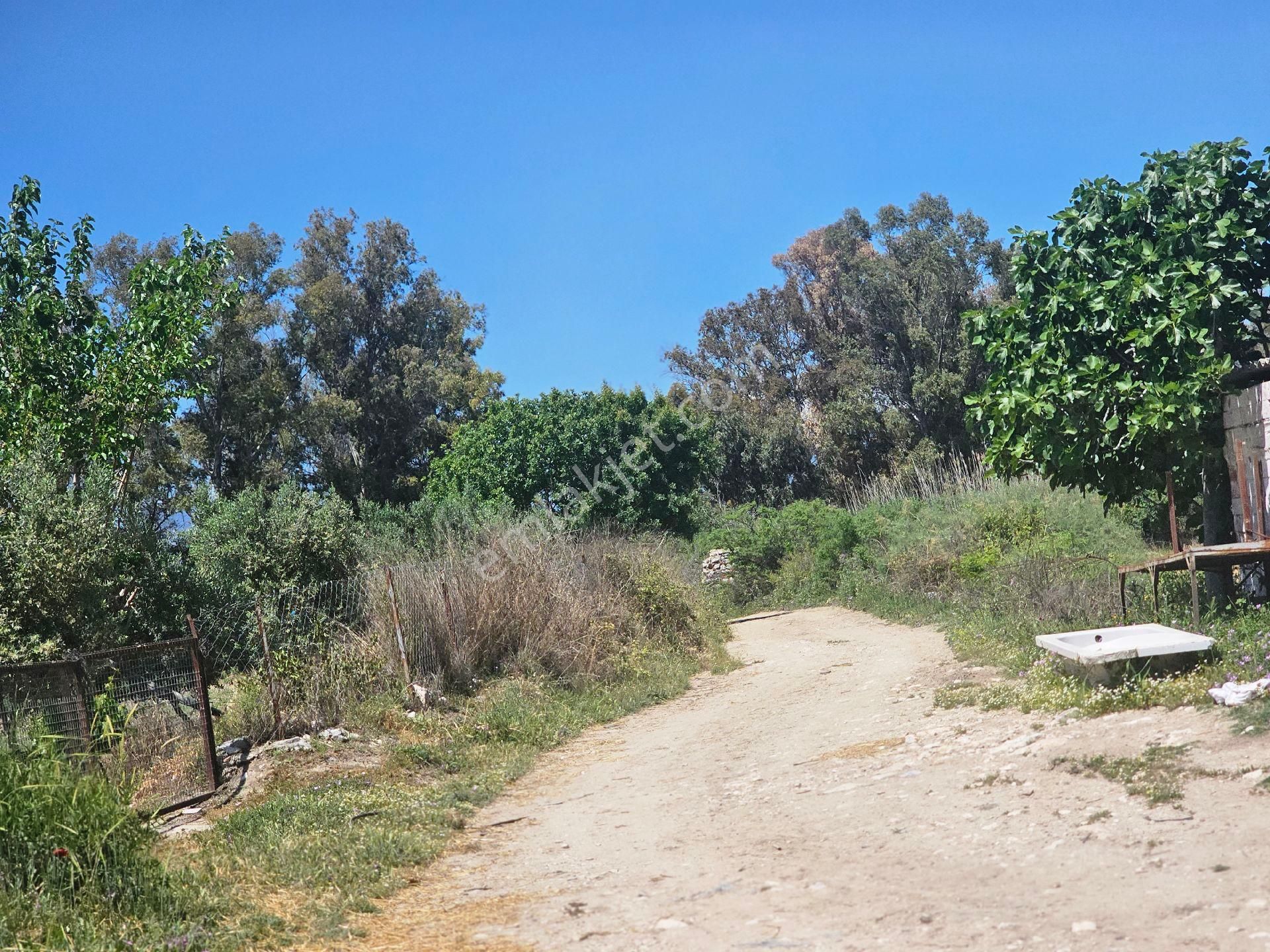 Söke Emlak Ofisisınden Dıdım Balatta Satılık Zeytinlik - Görsel 11