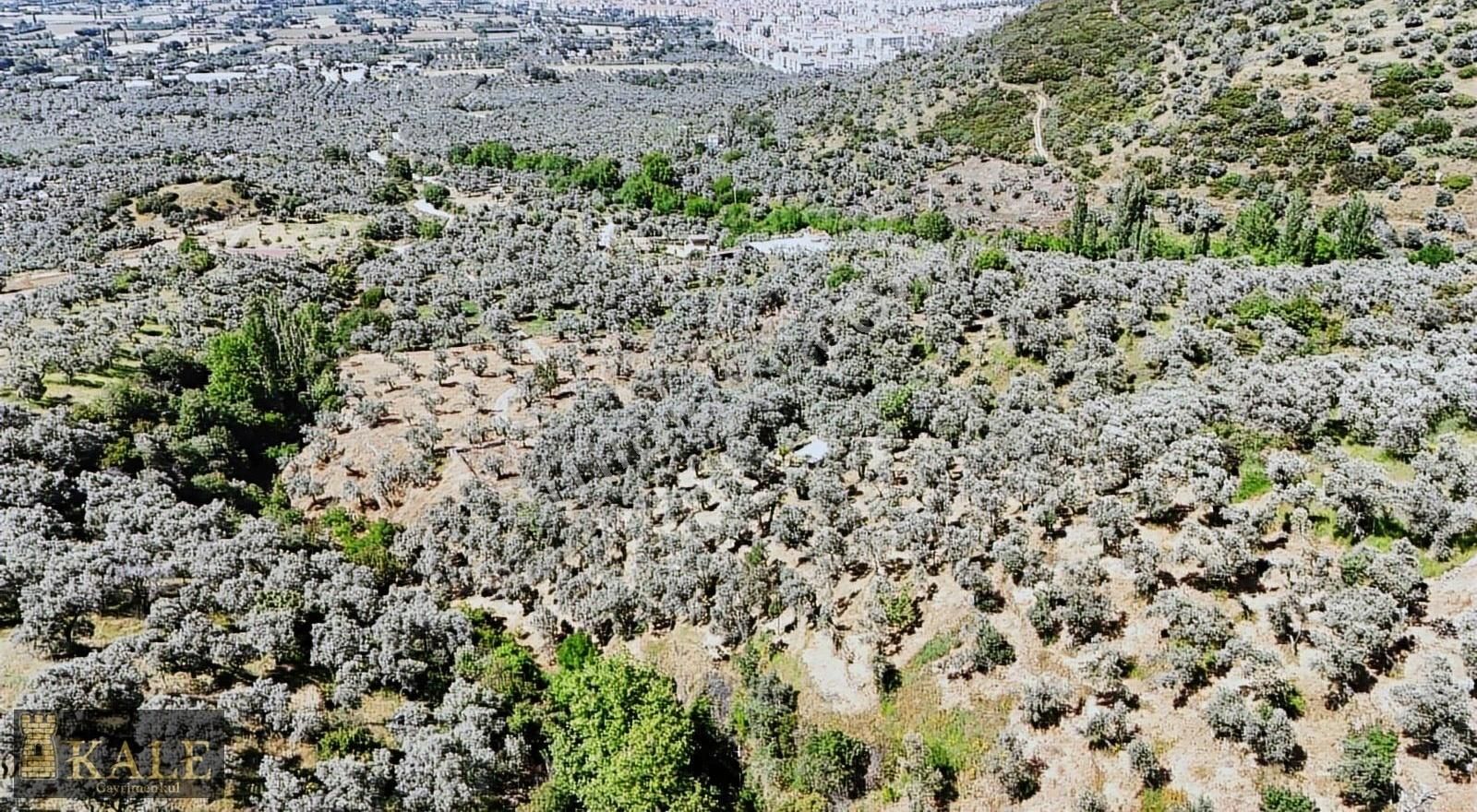 Kale'den Kaplan Köyünde Kupon Zeytinlik