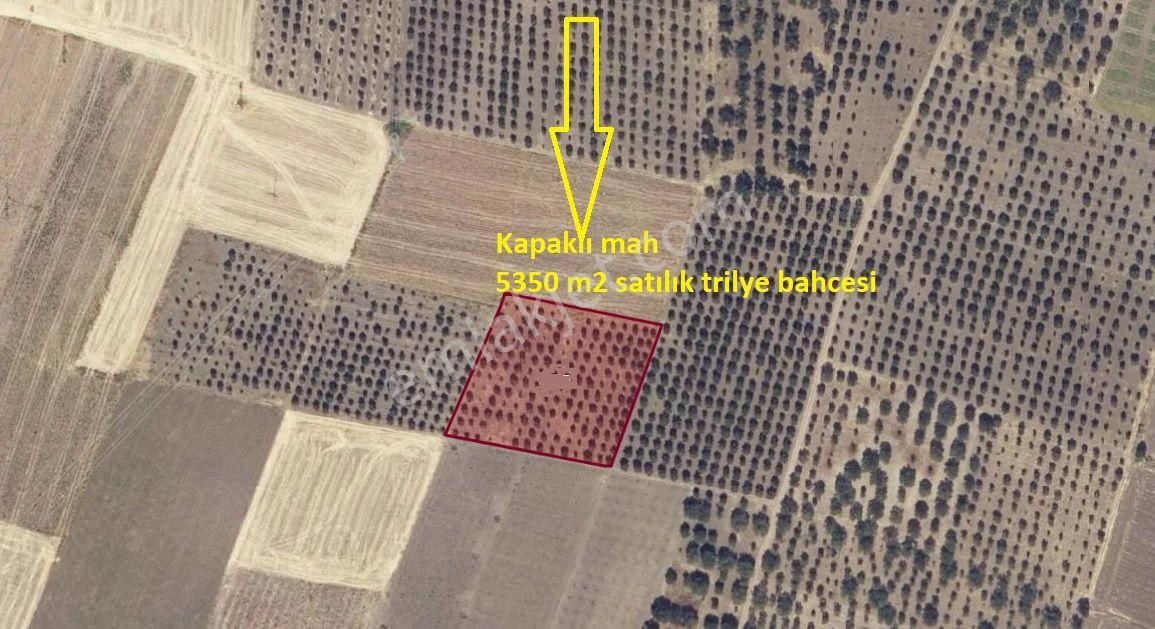 Kapaklı Mah 5350 M2 Satılık Trilye Bahçesi (emin'den)