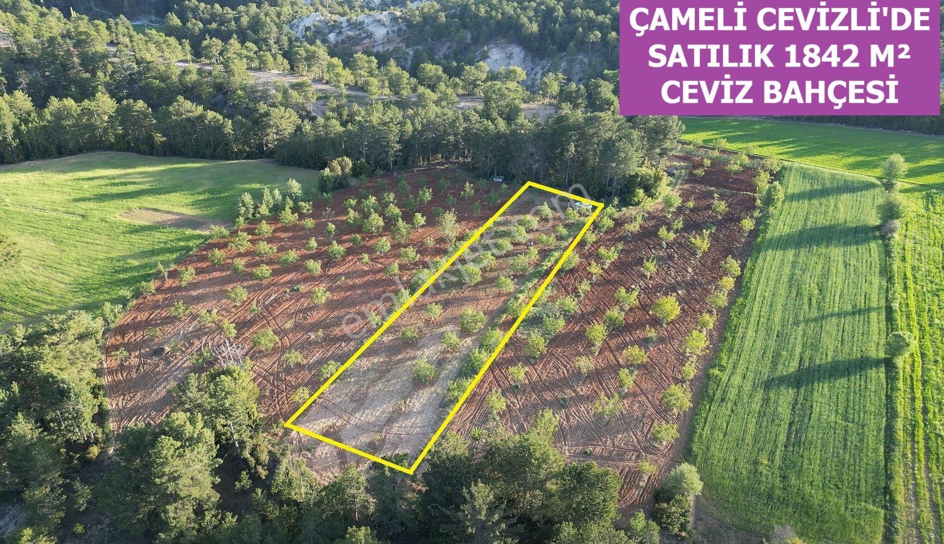 🦋lobby Fortis'ten Satılık Çameli Cevizli 1842 M² Ceviz Bahçesi🦋