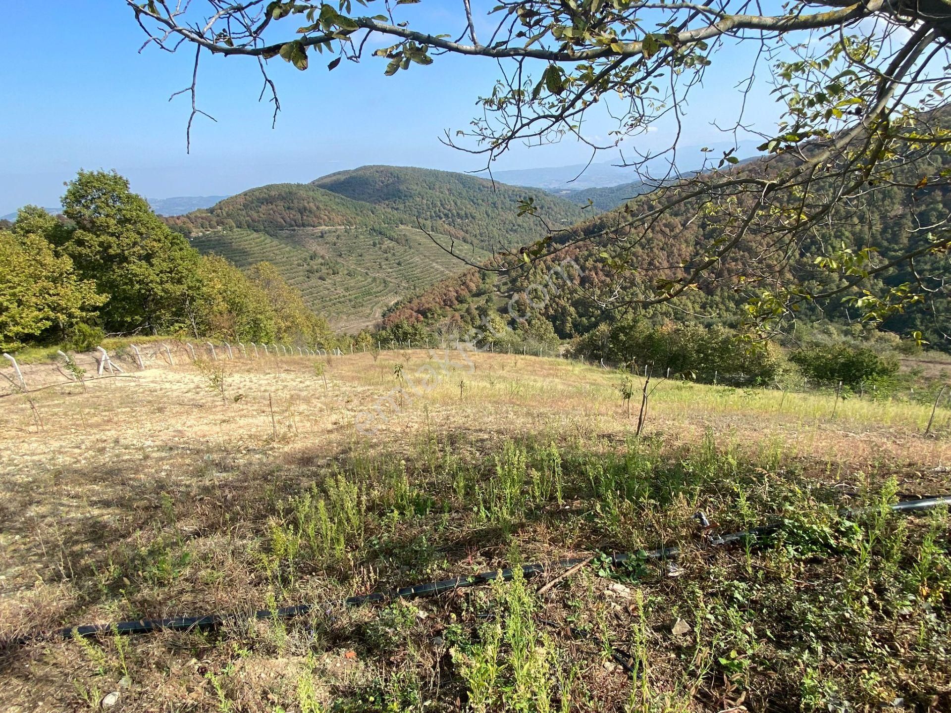 Yalova Altınova Sermayecik'te 5085 M2 Satılık Tarla