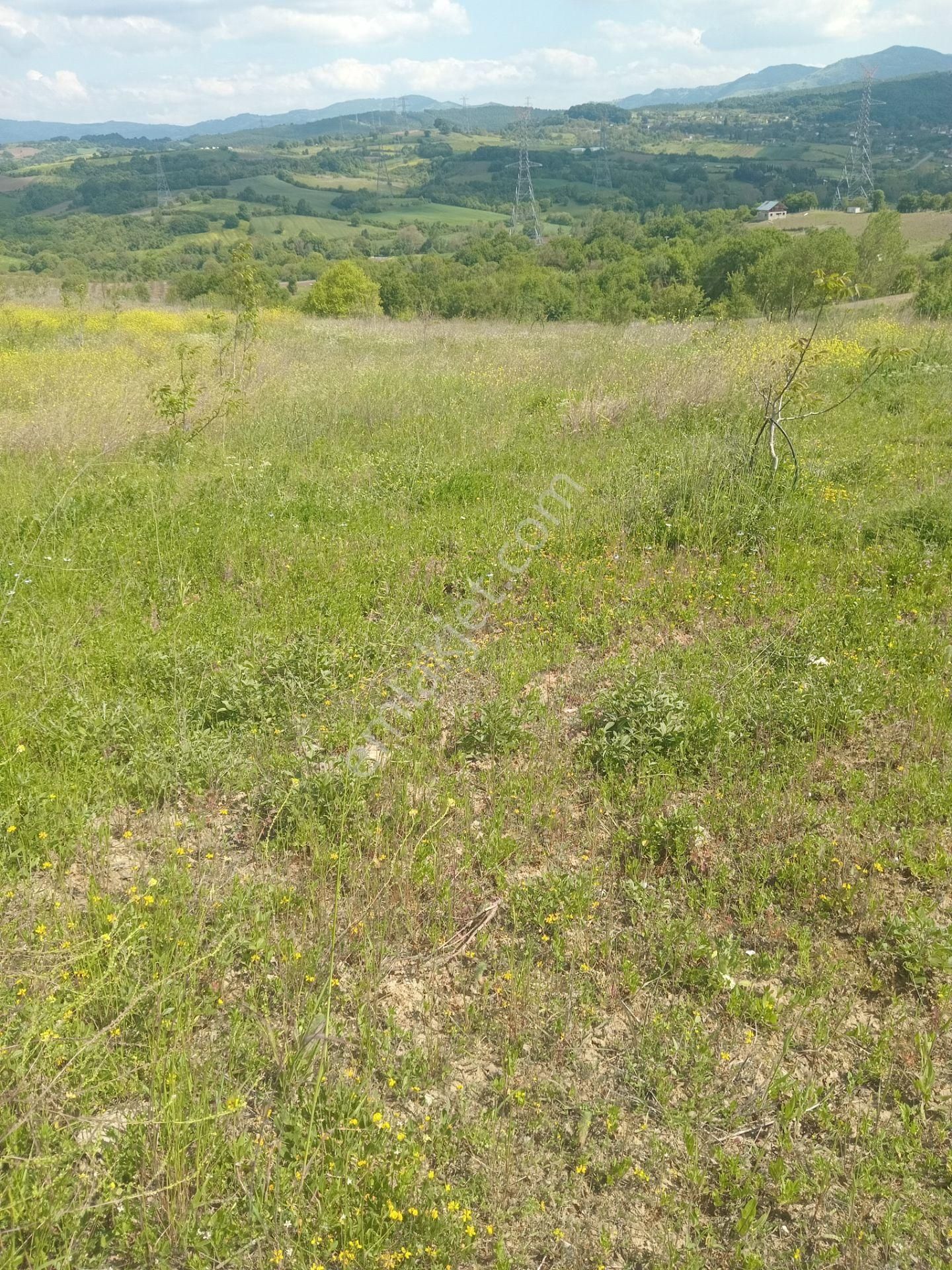 Yalova Çiftlikköy İlyasköy'de Uygun Fiyat Satılık Ceviz Tarlası
