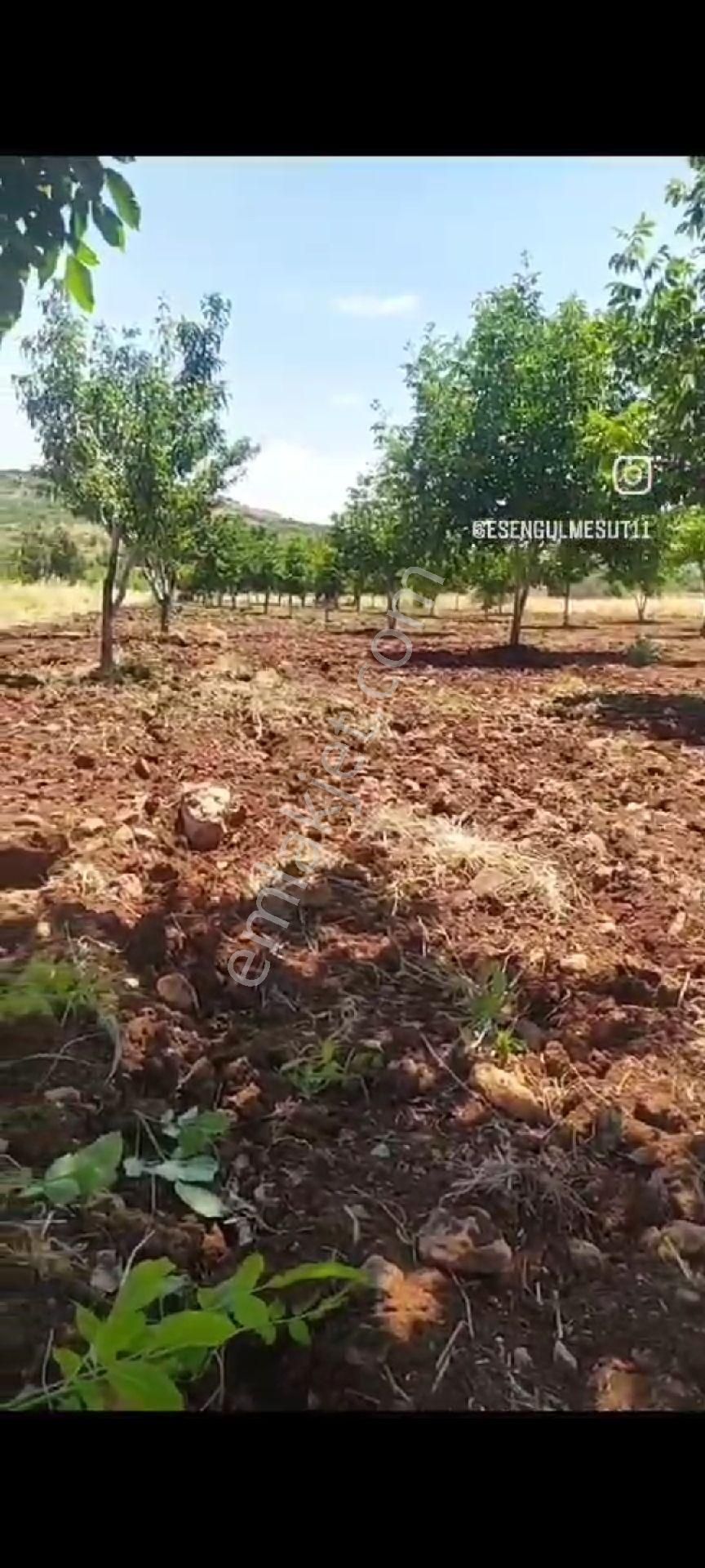 Akyol Gayrimenkul Den Satlık Kirli Alcı Da Meyve Bahçesi Bag Evlilik