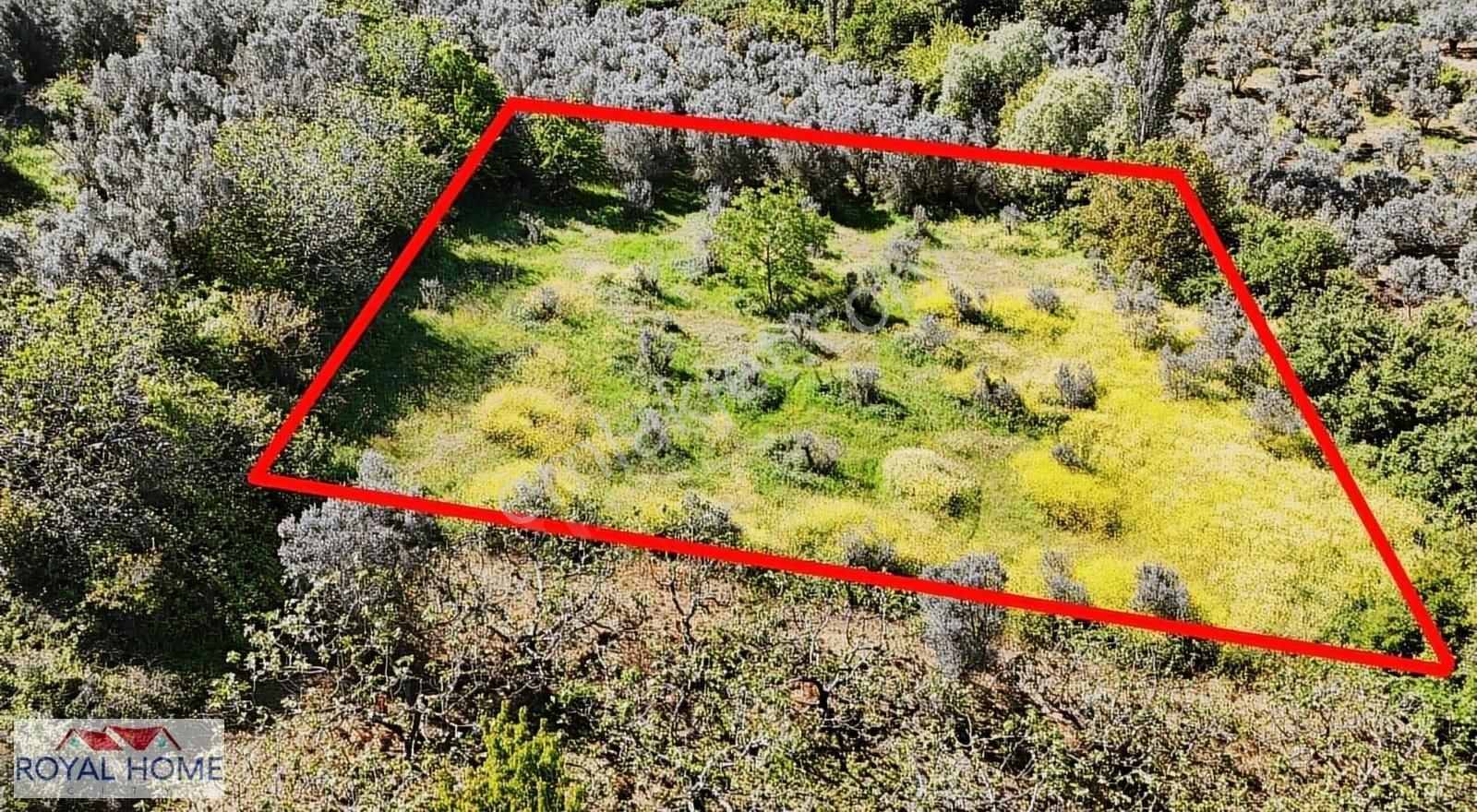 Mudanya Esence Yoluna 500 Metre Mesafede Hesaplı Yatırımlık Yer