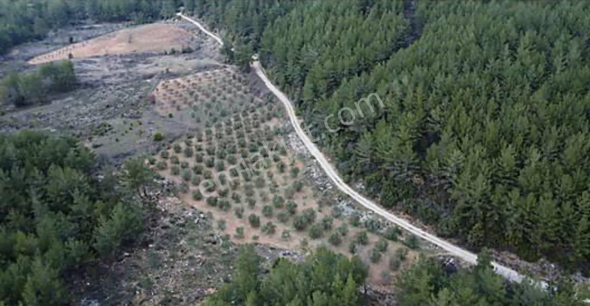 Ula Gölcükte Köy İçi İmarlı 615 M2 Arsa