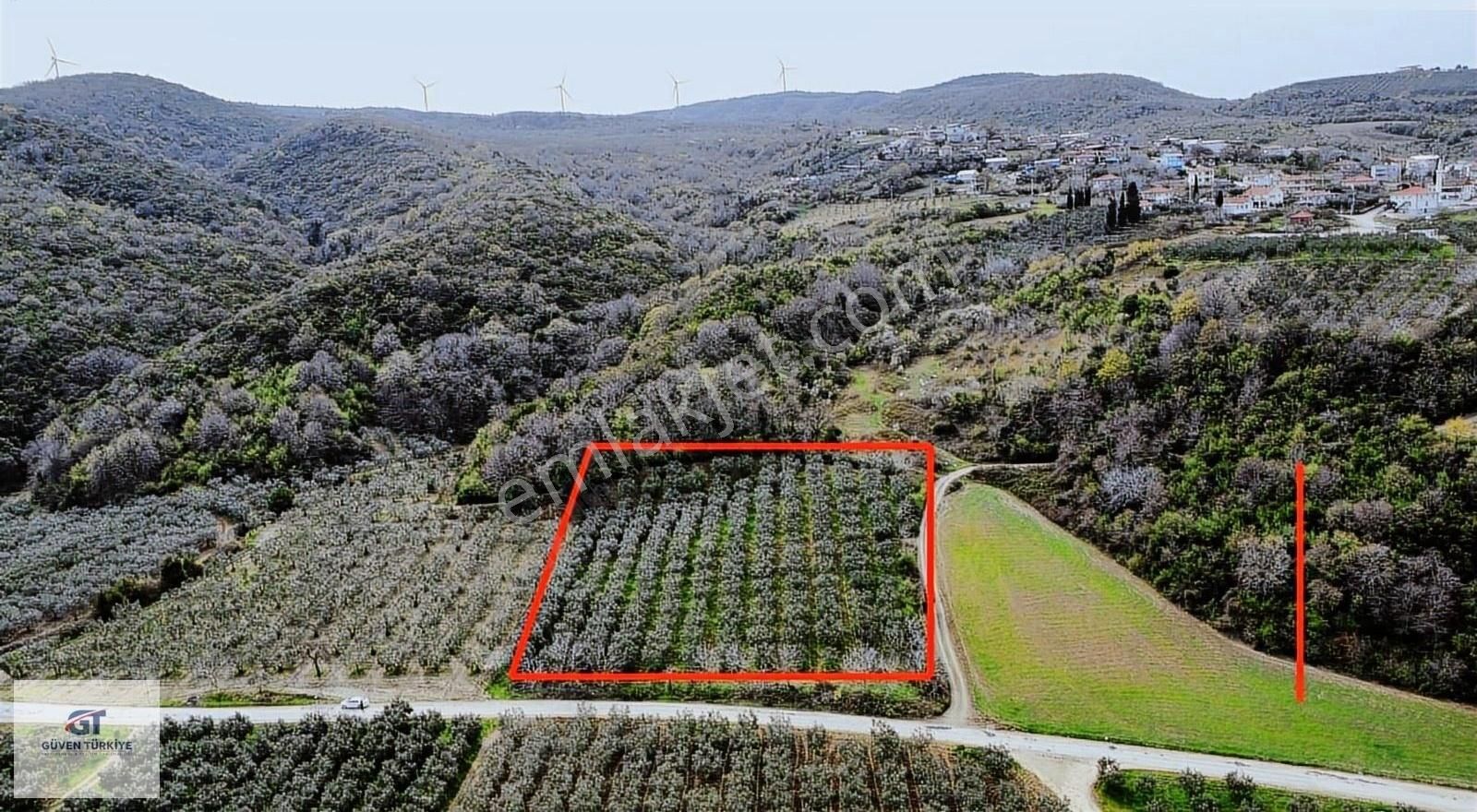 Karacabey Ekinlide Verimli Satılık Zeytinlik
