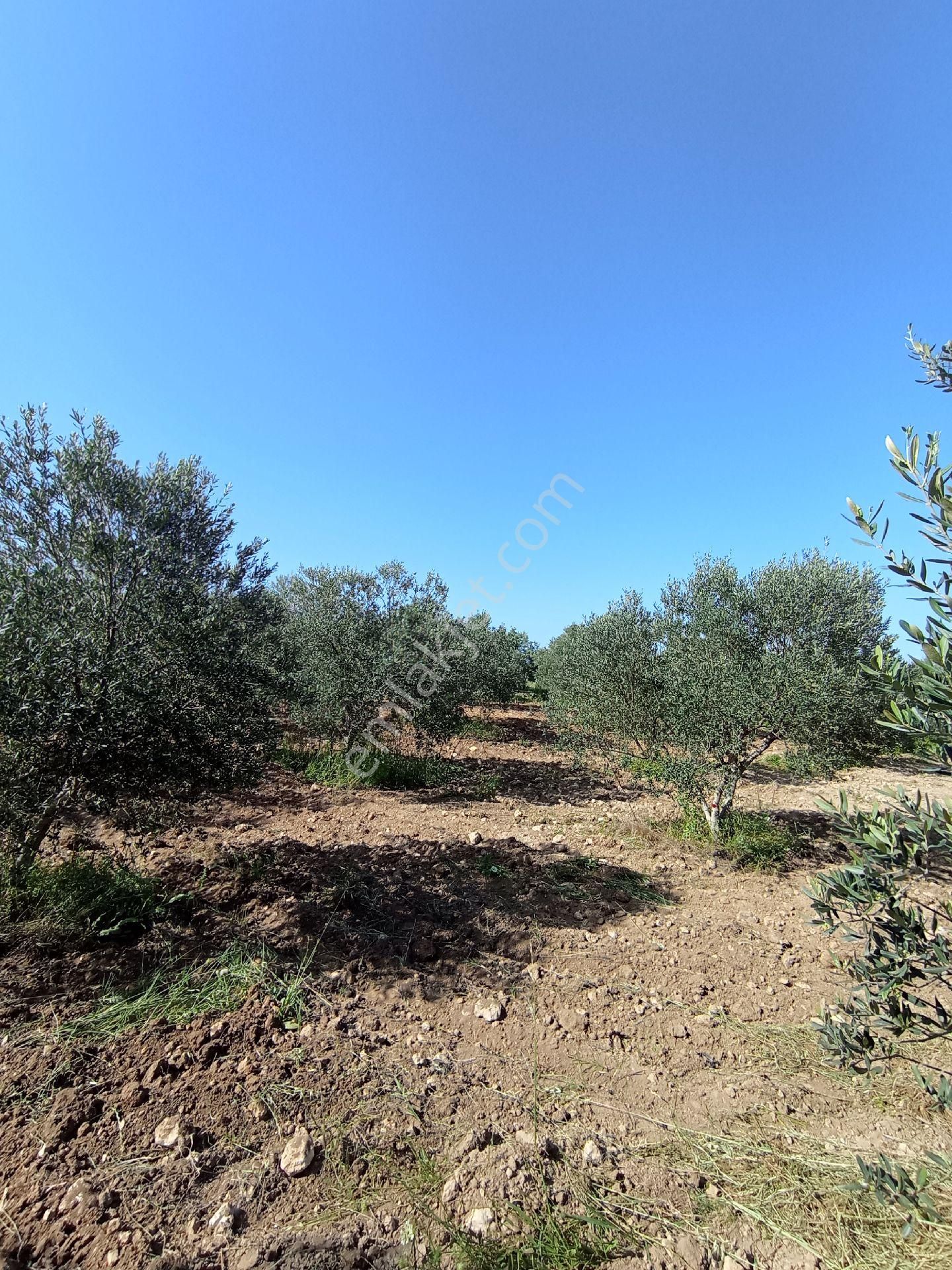 Alyans Emlak'tan Satılık Arsa - Görsel 4