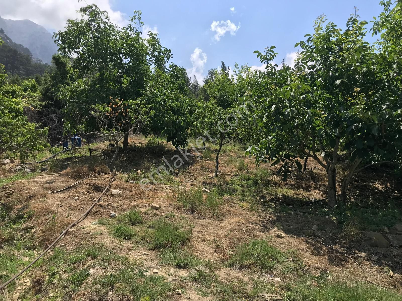 Satılık 9.220 M² Kurulu Düzen Ceviz Bahçesi, Gazipaşa-çığlık