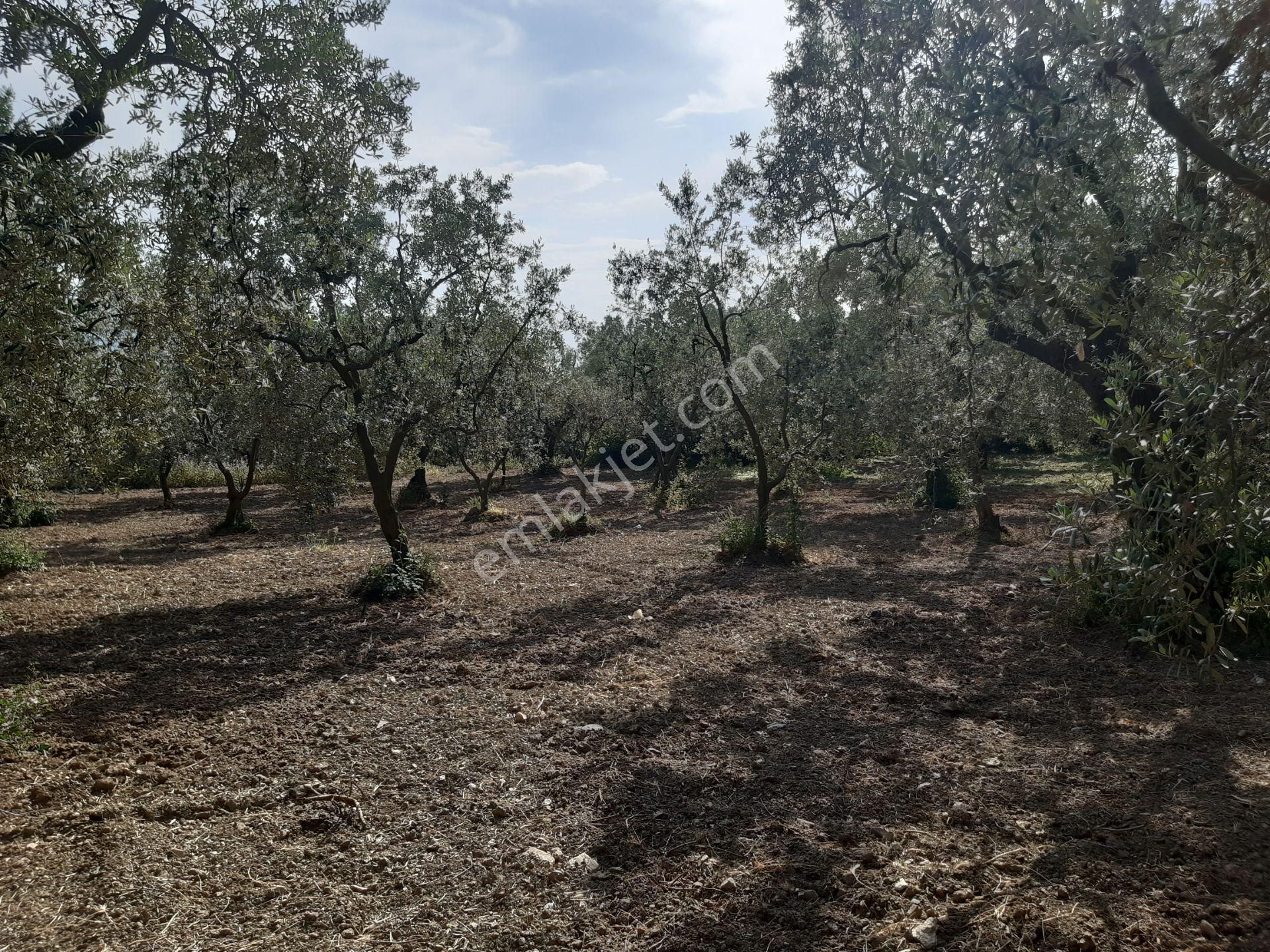 Orhangazi Keramet Satılık 1445m2 Bakımlı Zeytinlik!.