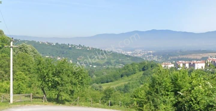 Acil Satılık Fındık Bahçesi | Vip Yatırım Fırsatı: 3.303 M²