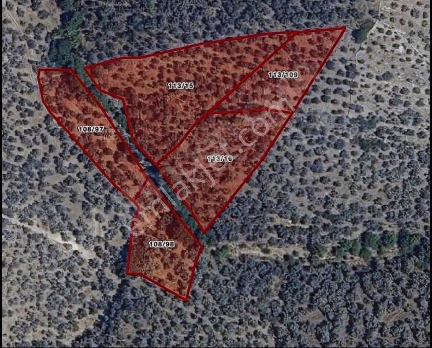 Milas Şenköy’de Fırsat Arazi – 15 Dönüm, Yan Yana 5 Tapu Zeytinlik!