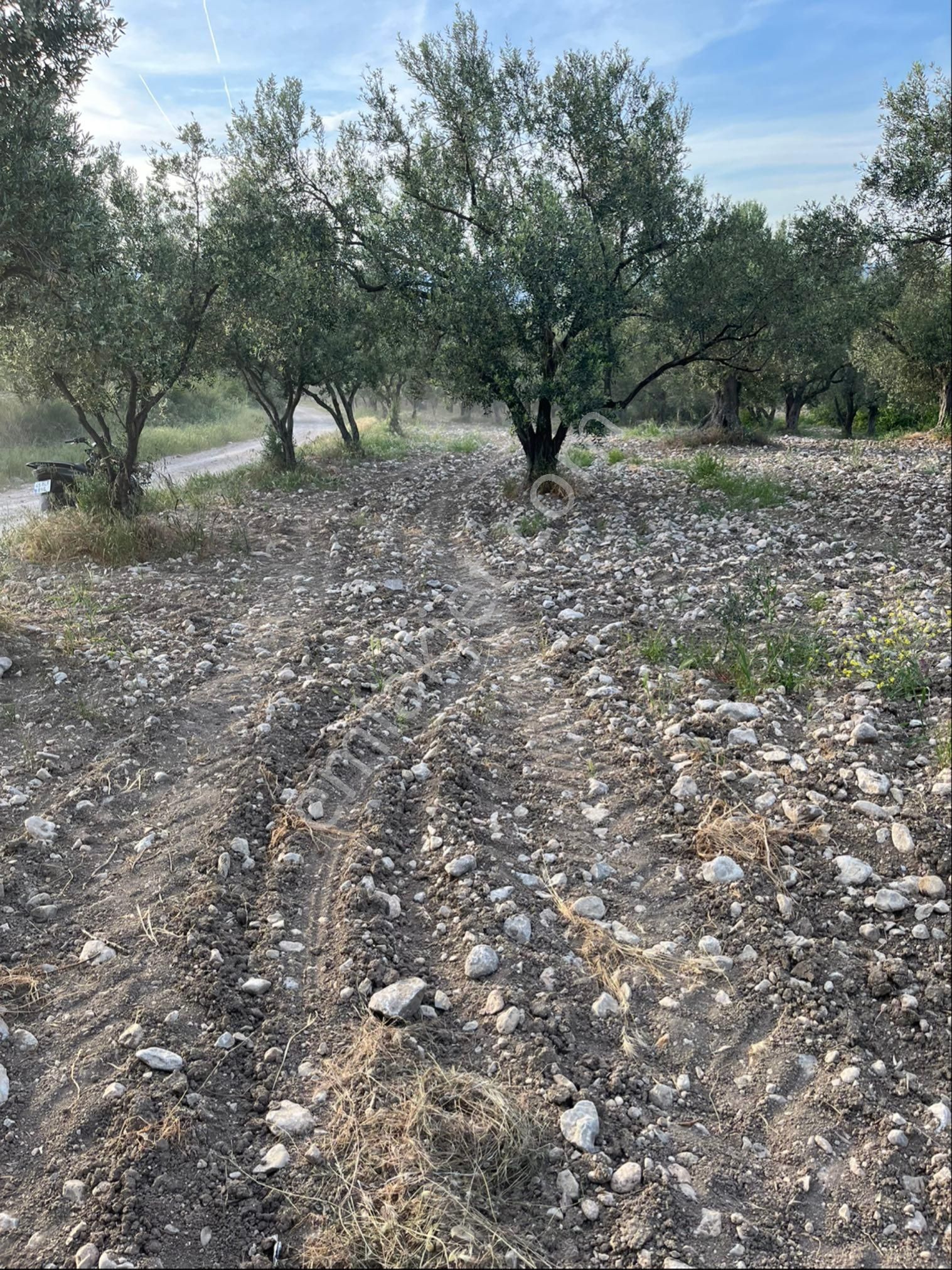 Soma İlçesi Kozanlı Mahallesinde Yerleşim Yerine Çok Yakın Satılık Zeytinlik