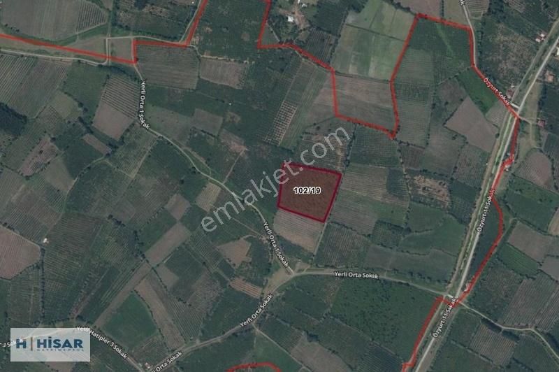 Terme Yerli Köyü Satılık Fındık Tarlası