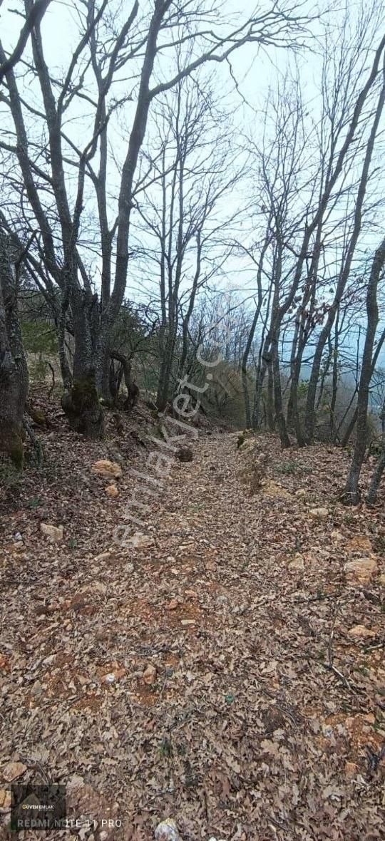 İznik Yenişerefiye Köyünde Satılık 21.800 M2 Tarla. - Görsel 18