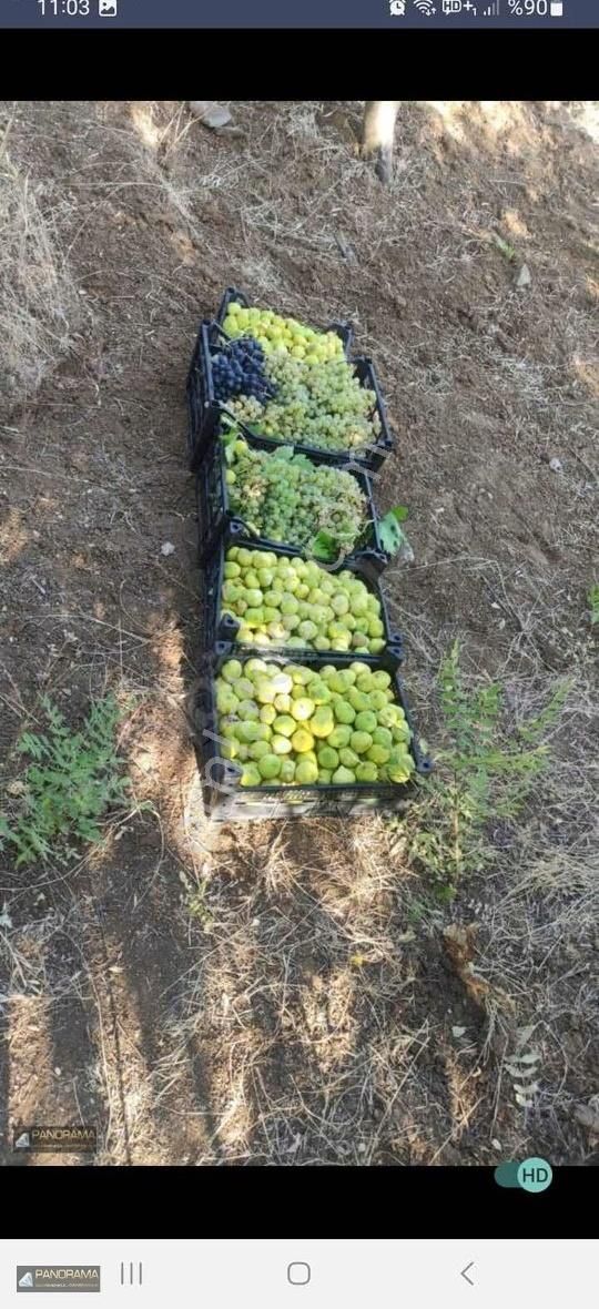 Kürtül De Satılık 4.5 Dönüm Bağ