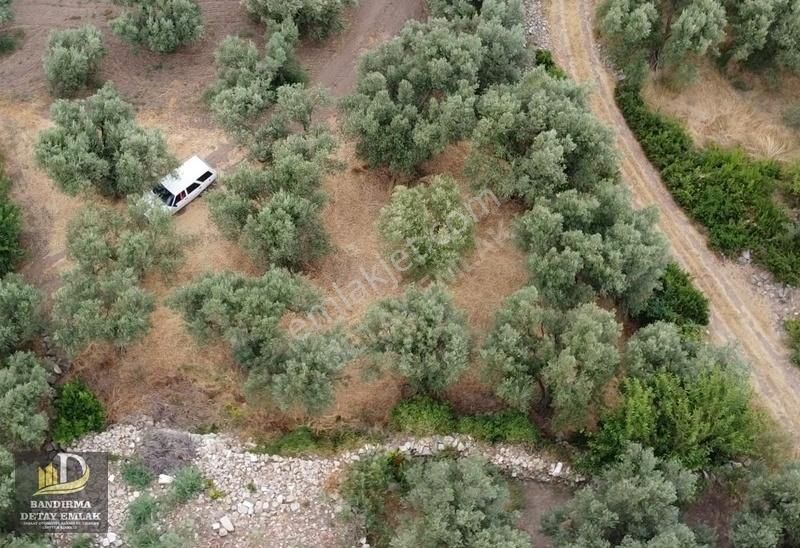 Detay Emlaktan Erdek Hamamlı Mahallesnde Satılık 498m2 Zeytinlik - Görsel 3