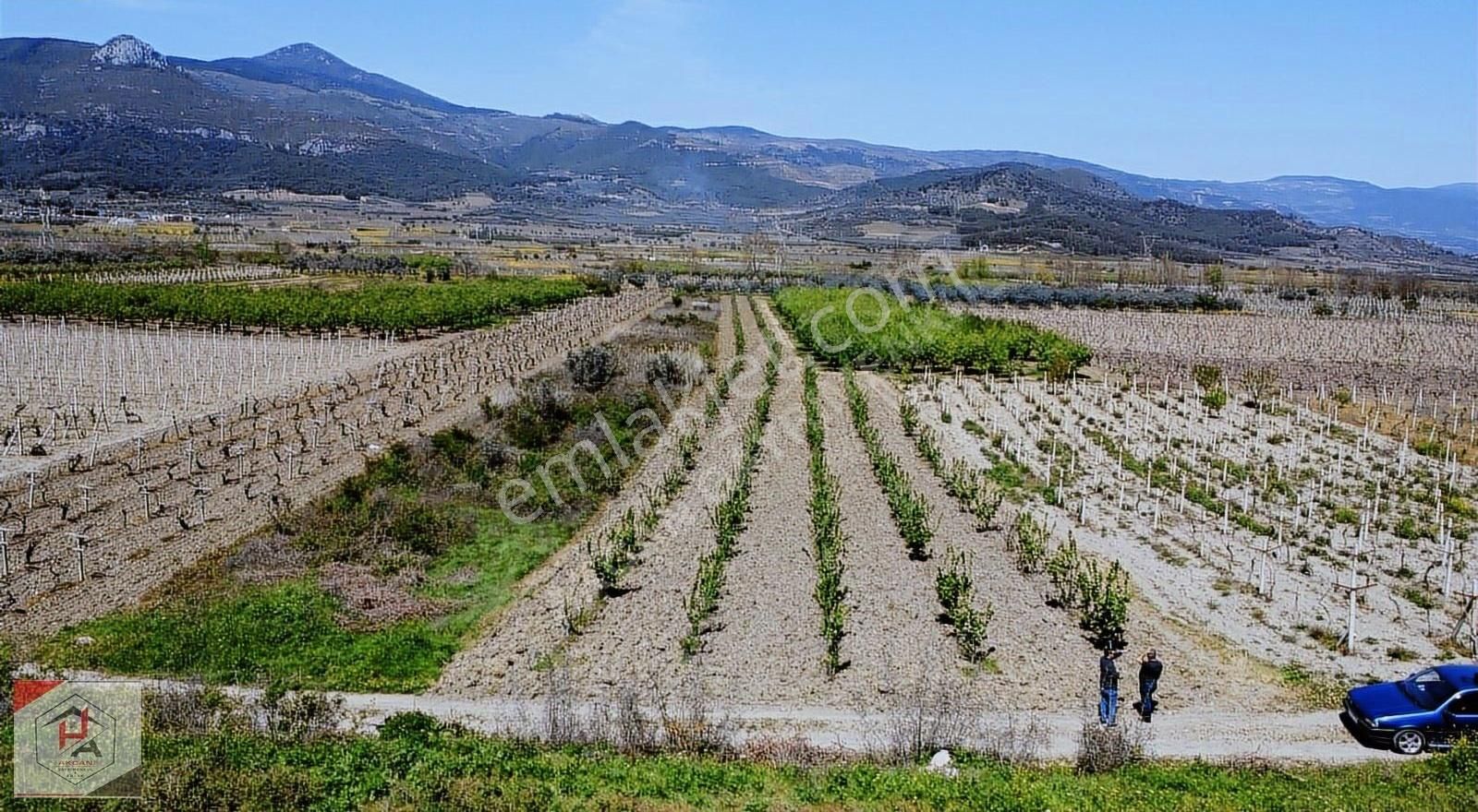 Sakarya Pamukova Mekece Mahallesi 3,400 M2 Bakımlı Ayva Bahçesi
