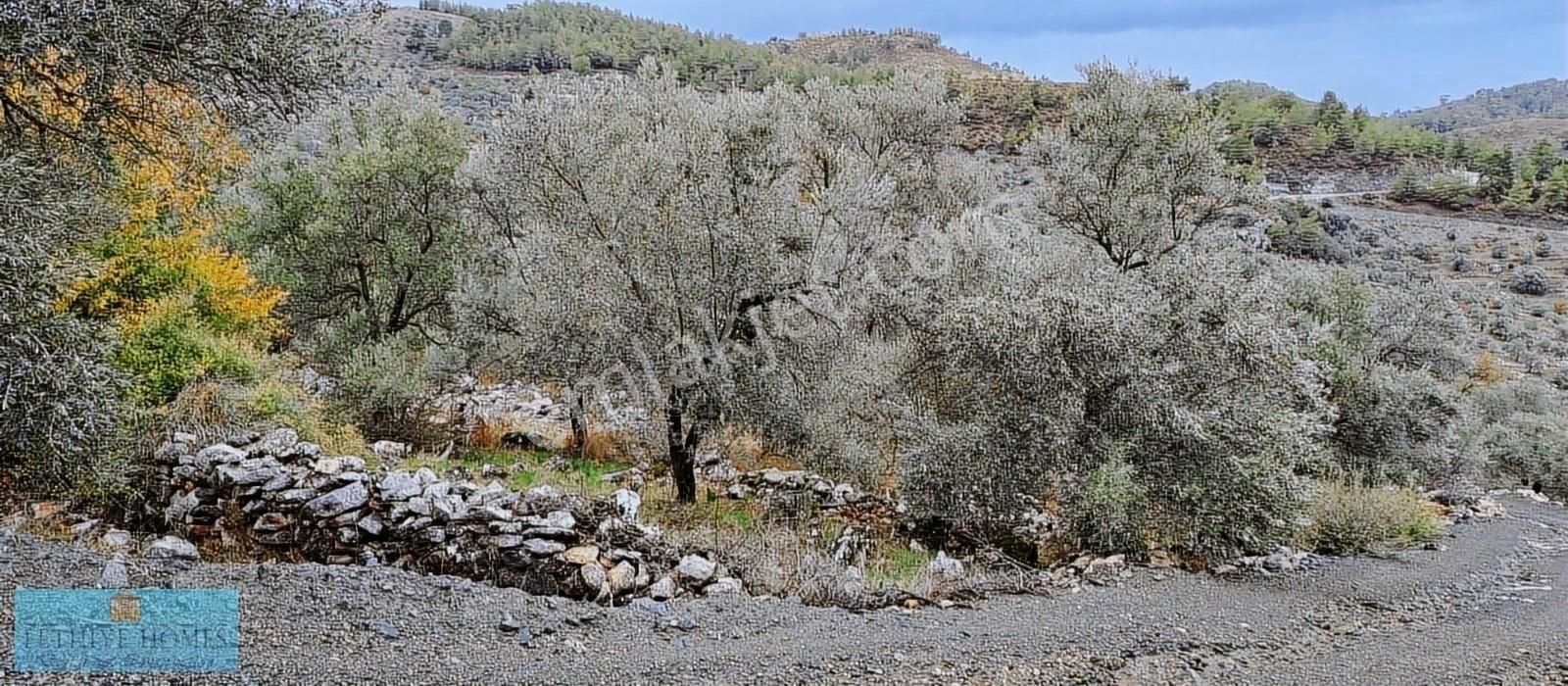 Fethiye Gökben Mah.4003 M² Müstakil Tapu Zeytin Tarlası Satılık