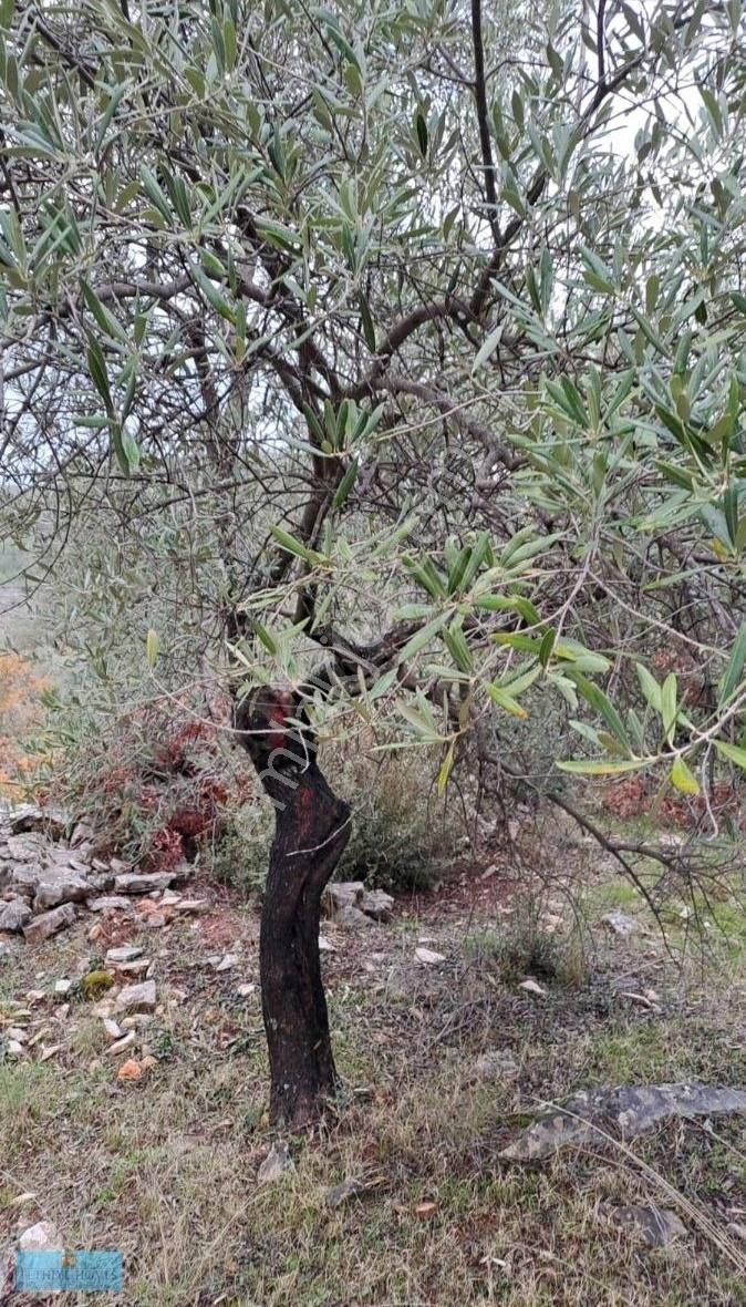 Fethiye Gökben Mah.4003 M² Müstakil Tapu Zeytin Tarlası Satılık - Görsel 9