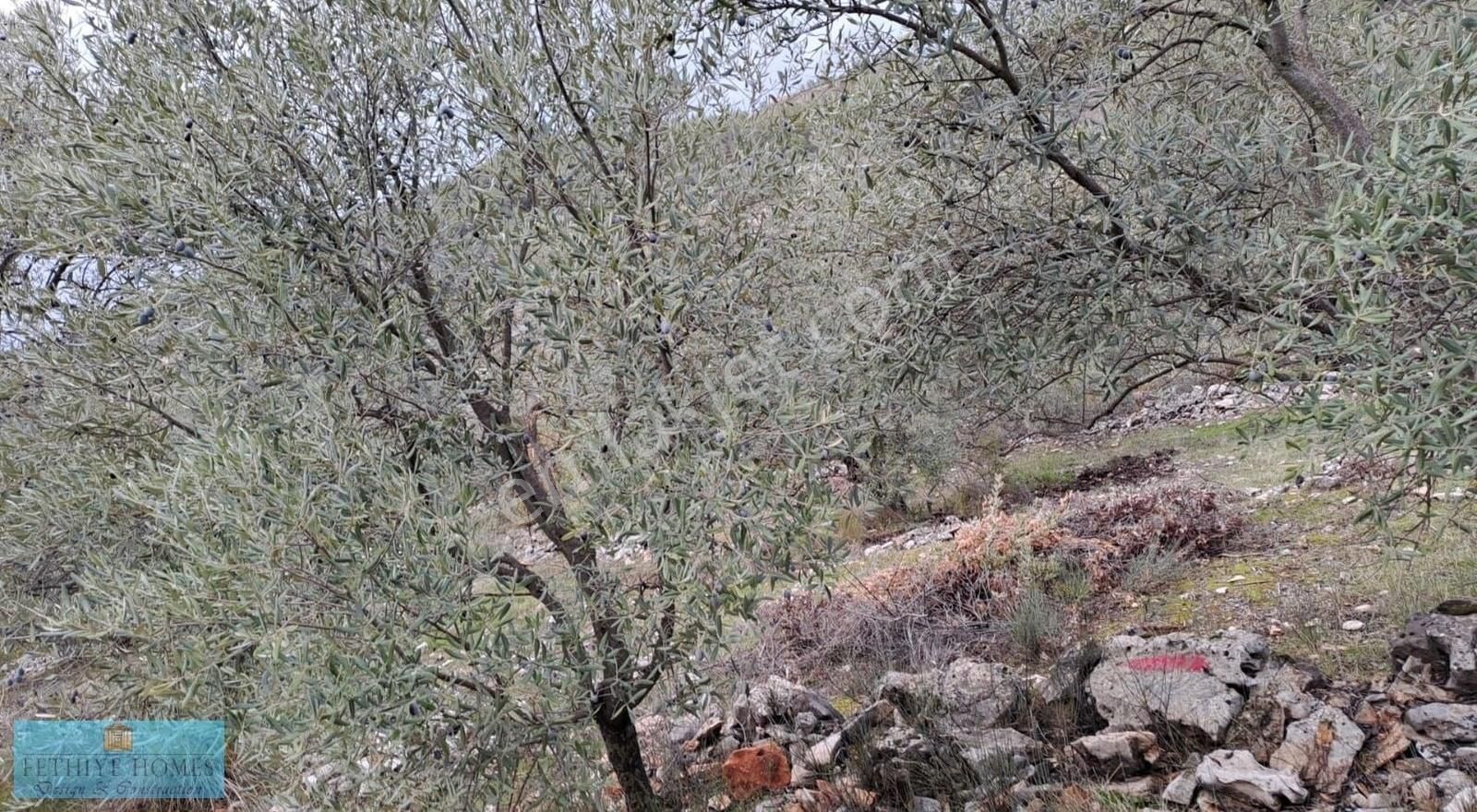 Fethiye Gökben Mah.4003 M² Müstakil Tapu Zeytin Tarlası Satılık - Görsel 8