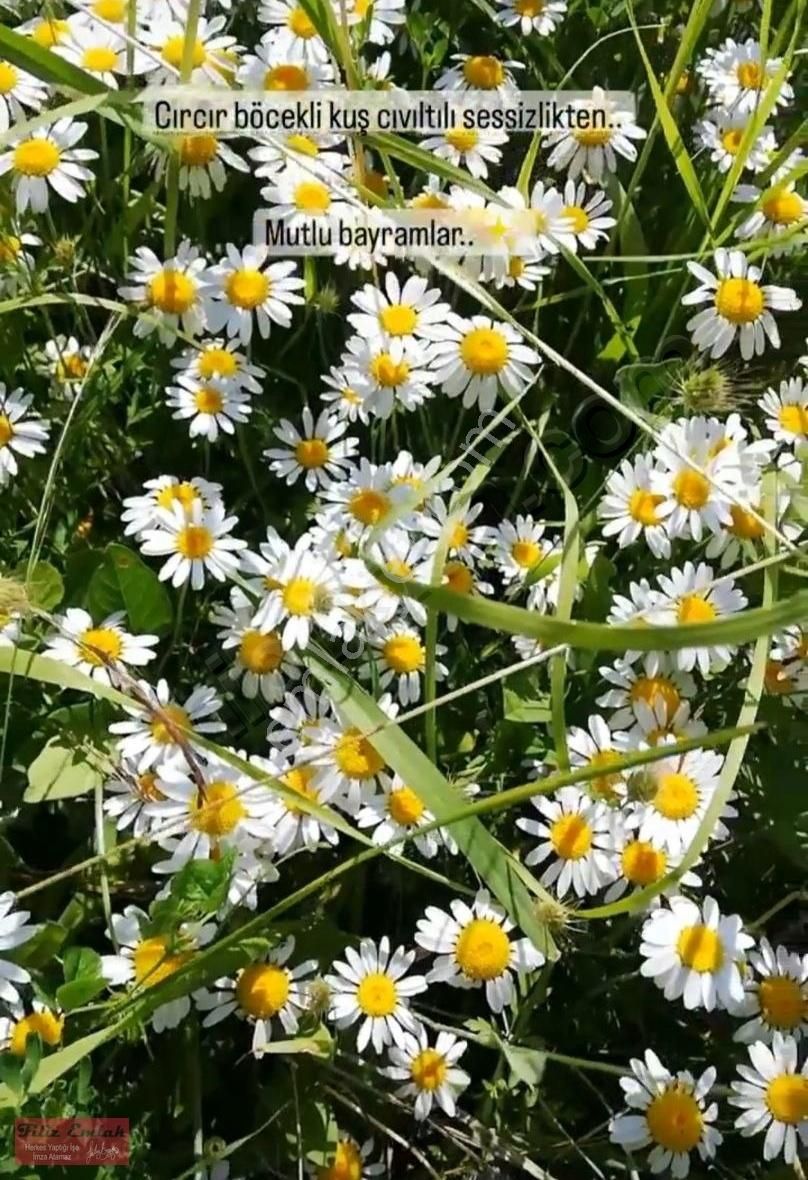 Kandıra Bollu Köyünde Şekli Güzel Turizm Bölgesinde - Görsel 15