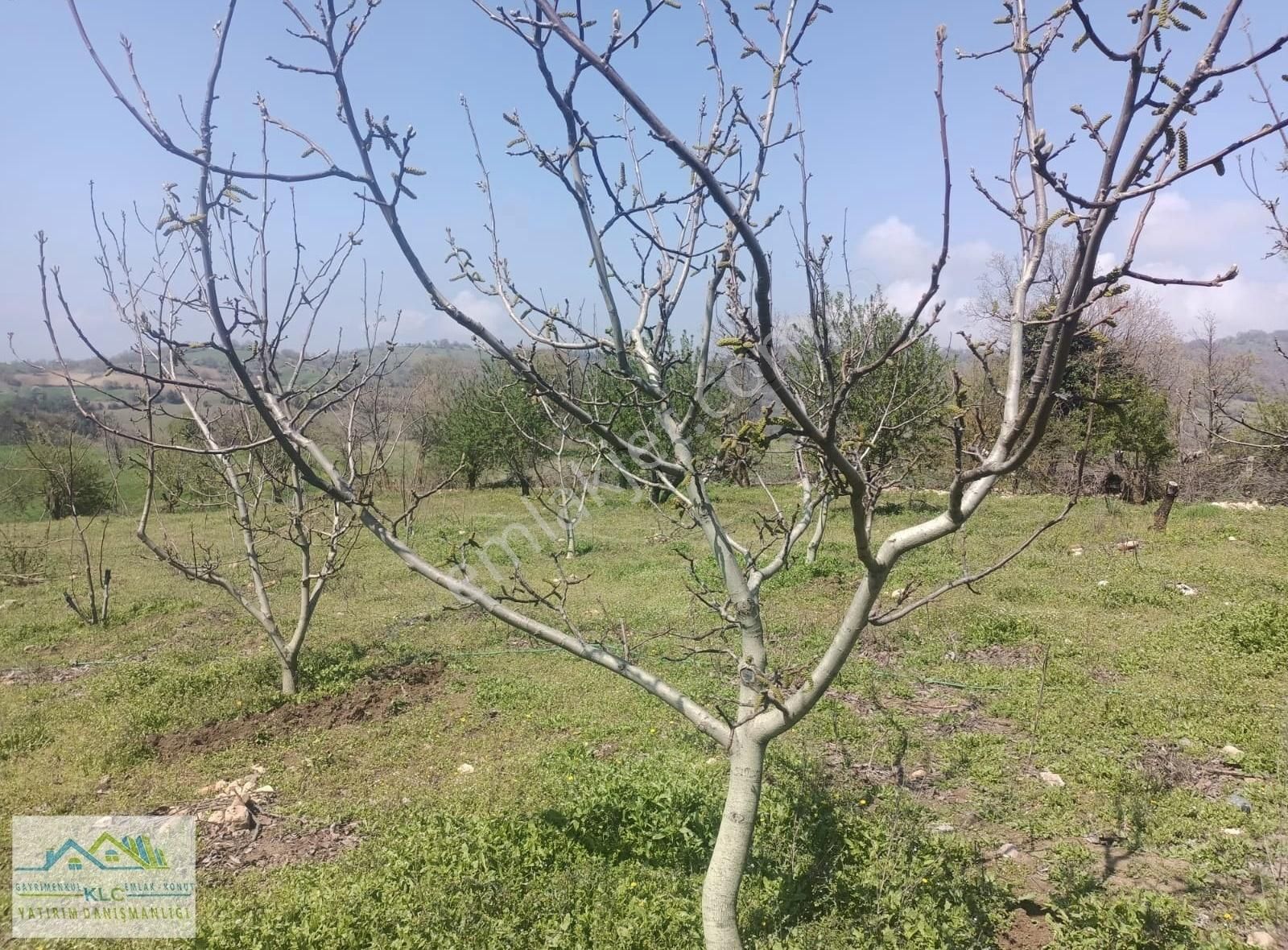 Klc'den Balıkesir Kepsut Bükdere De Satılık 2.521 M2 Tarla
