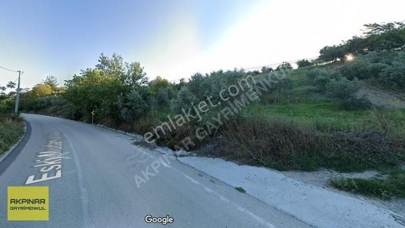 Akpınar Emlak'tan Aydınpınar'da Asfalta Cephe Satılık Zeytinlik