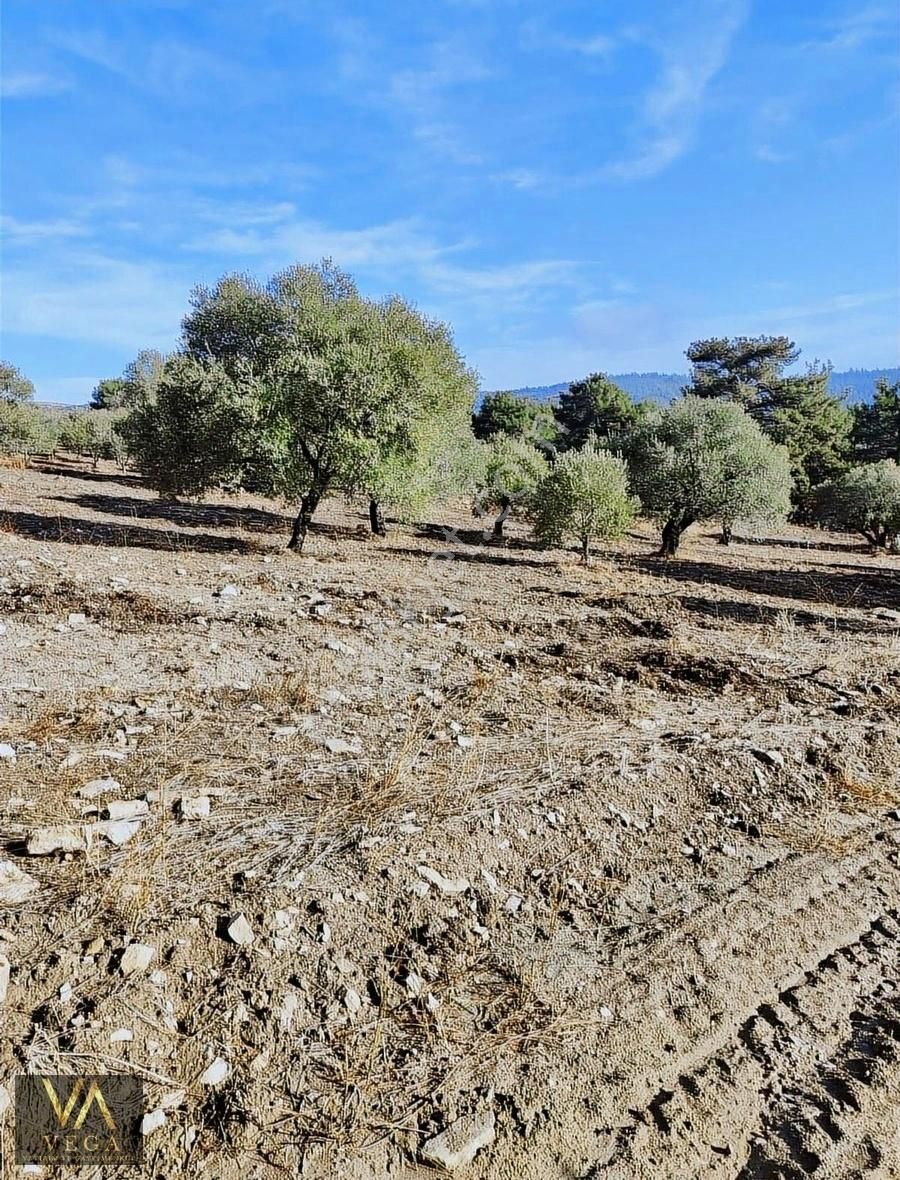 Vega'dan Sarıçam'da Satılık 6600m2 Tarla