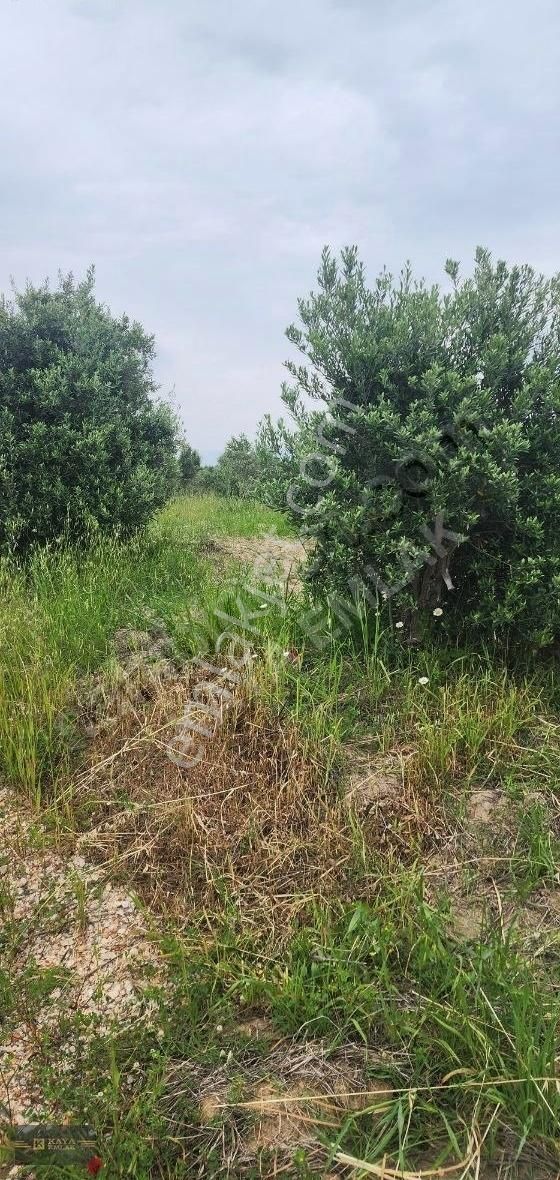Kaya Emlaktan Aksaz Da 2 Dönüm Tarla Satılık