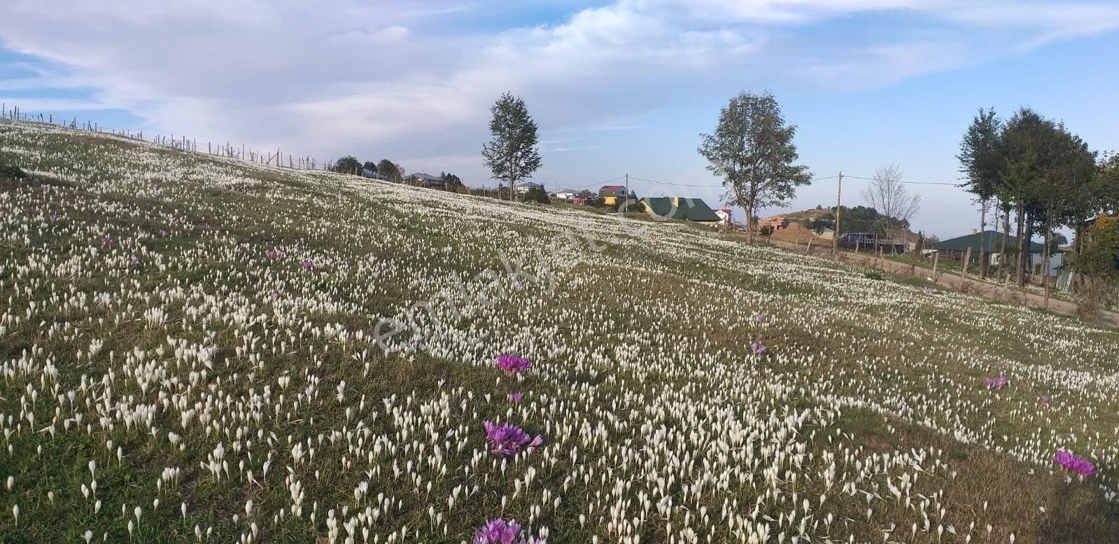 Kayabaşı Yaylasının En Tutulan Yerinde Satılık İmarlı Arsa - Görsel 14