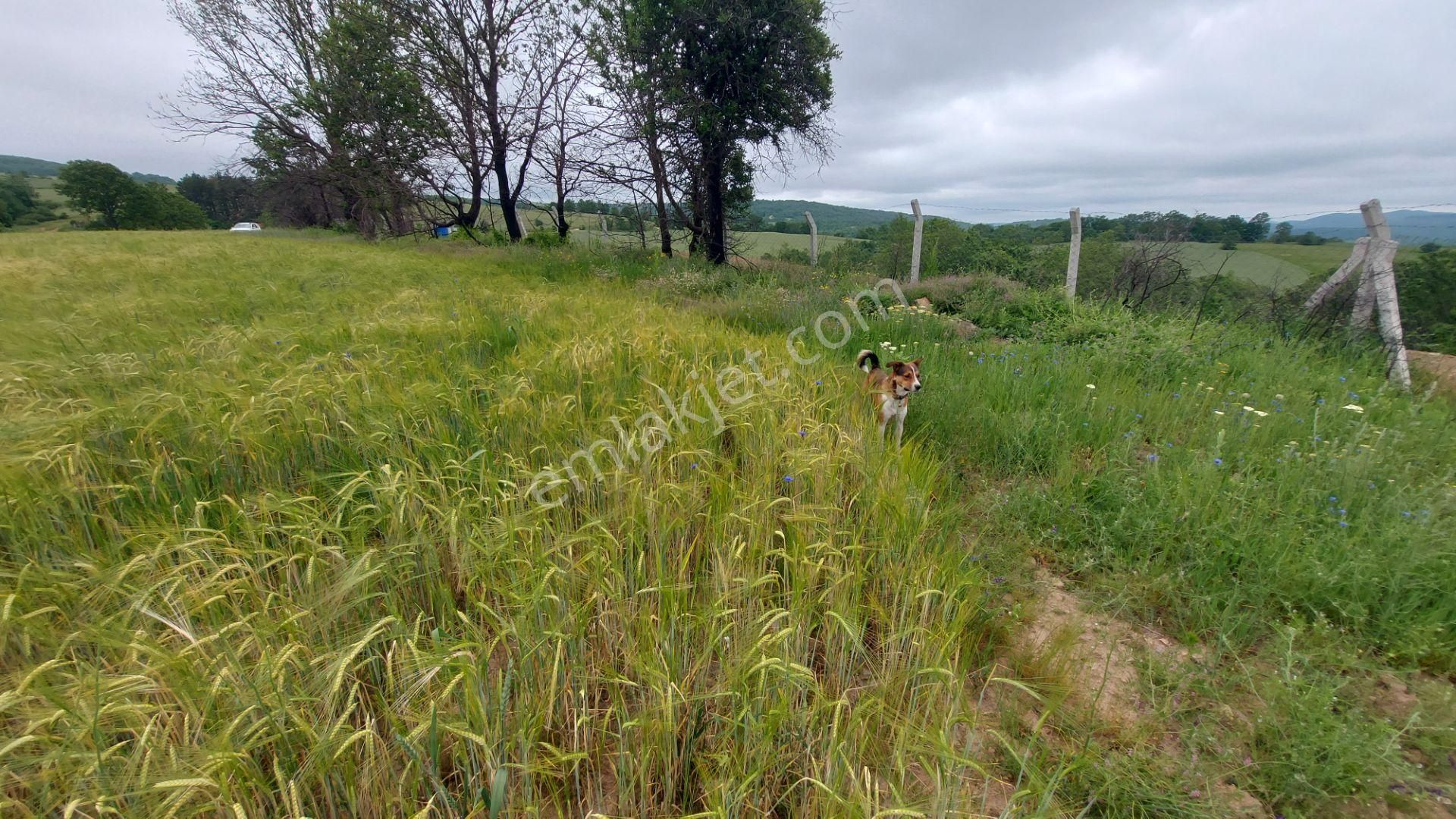 İlanı Kaçırma..ulaşımı Kolay Tektapu Düz Şahane Arazi [2.420 M2]